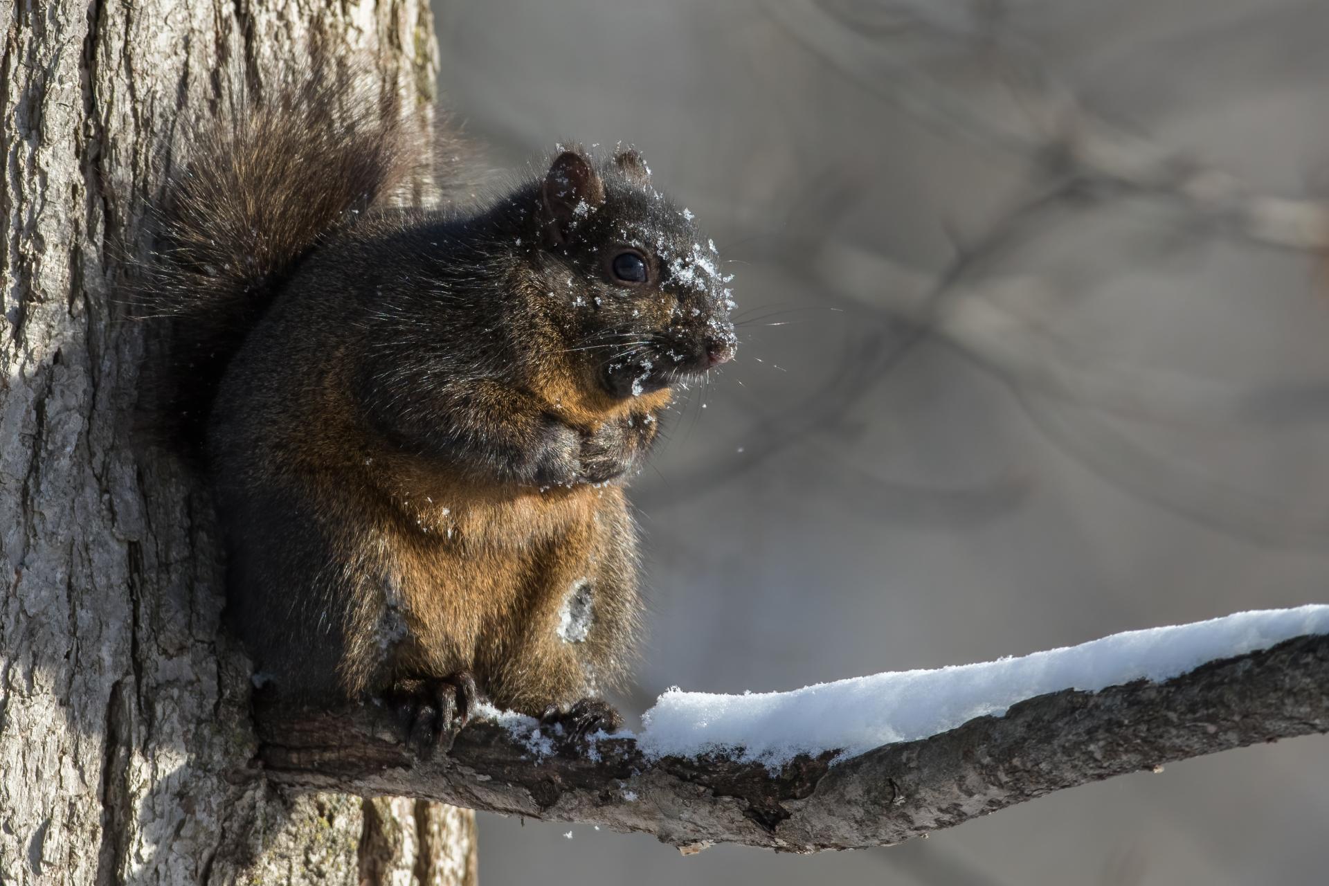 ecureuil-gris-Eastern-grey-squirrel