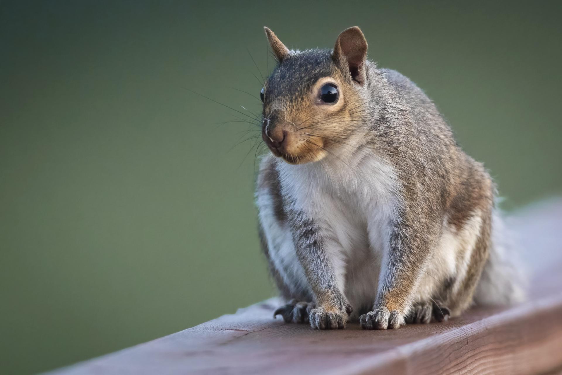 ecureuil-gris-Eastern-grey-squirrel
