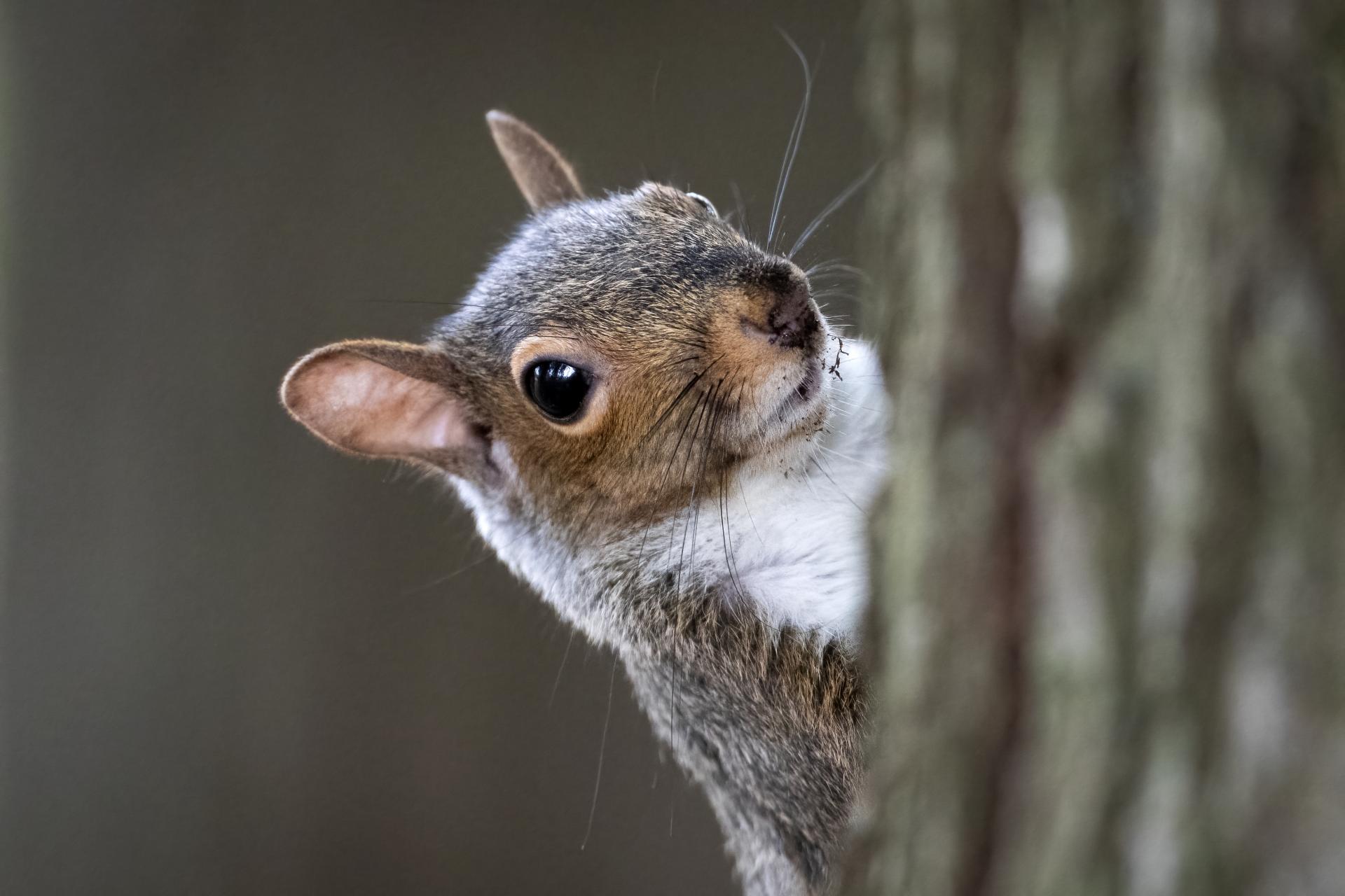 ecureuil-gris-Eastern-grey-squirrel