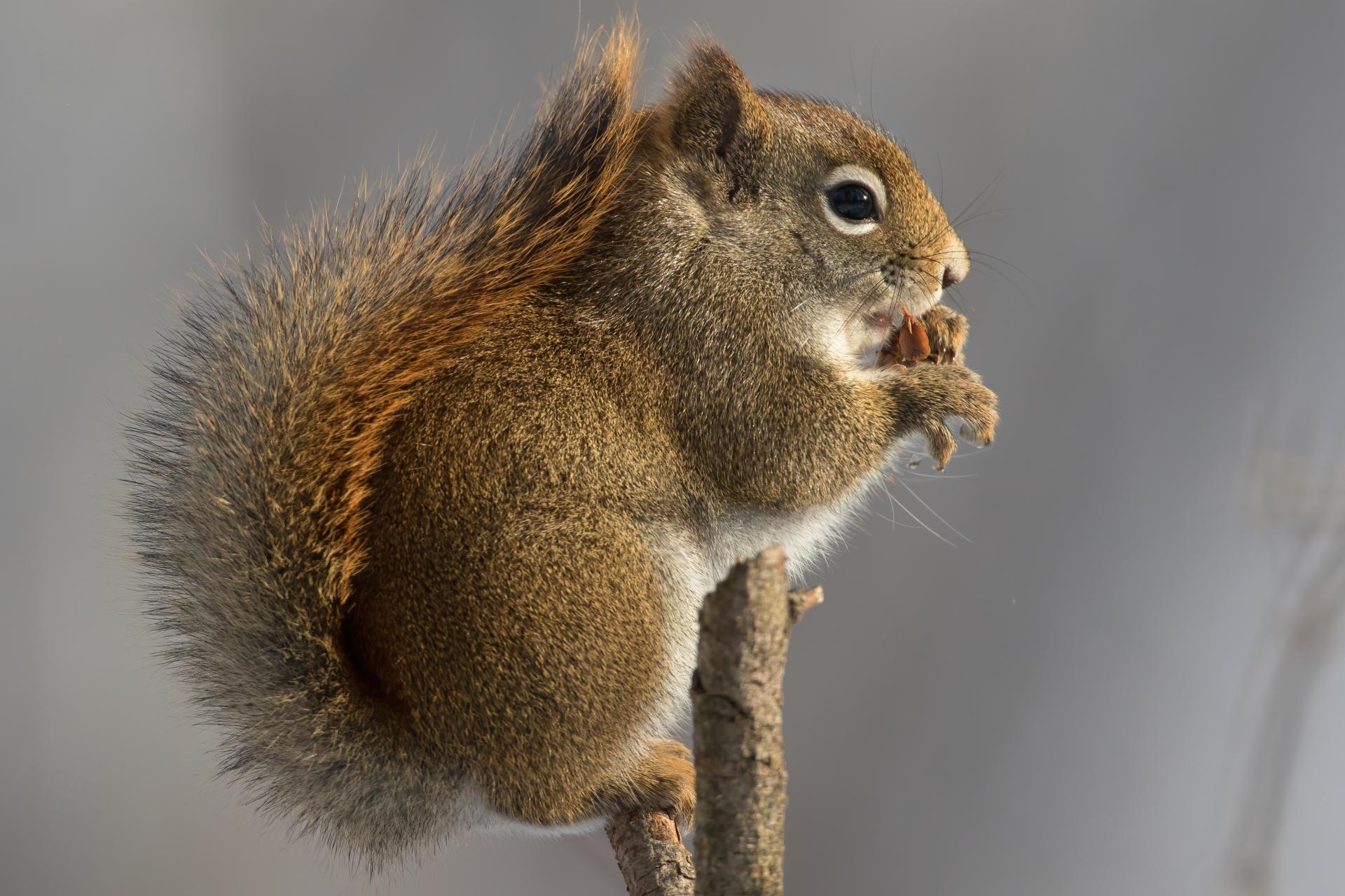 ecureuil-roux-American-red-squirrel