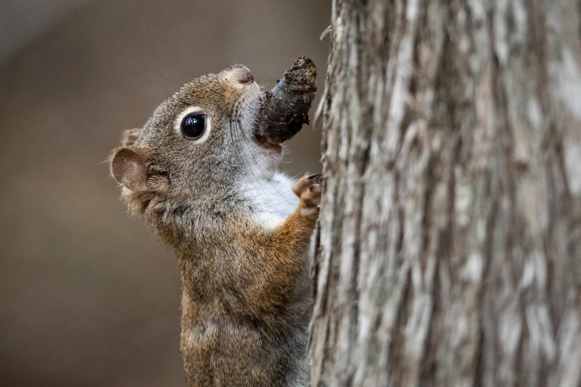 ecureuil-roux-American-red-squirrel