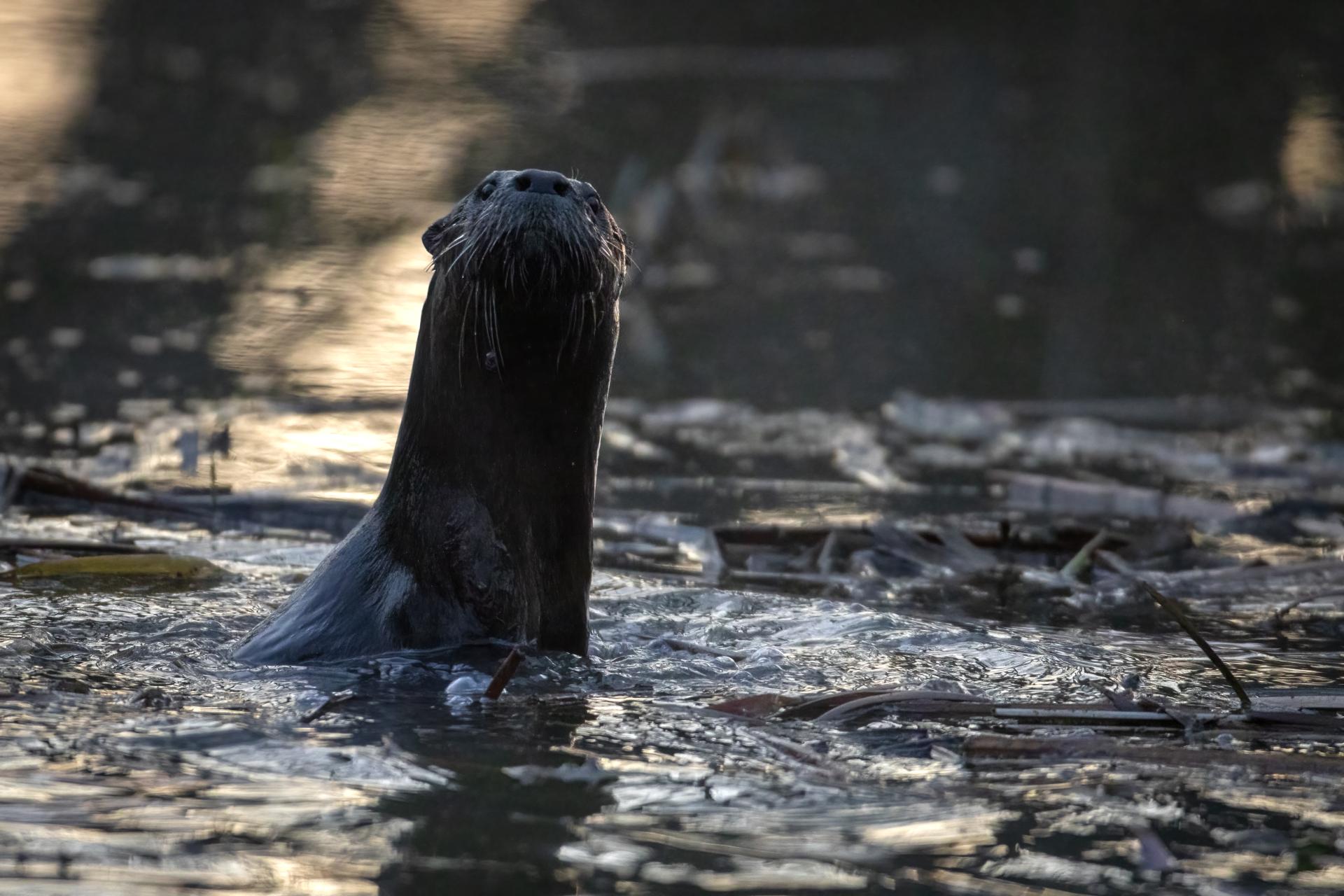 loutre-de-riviere-Northern-river-otter