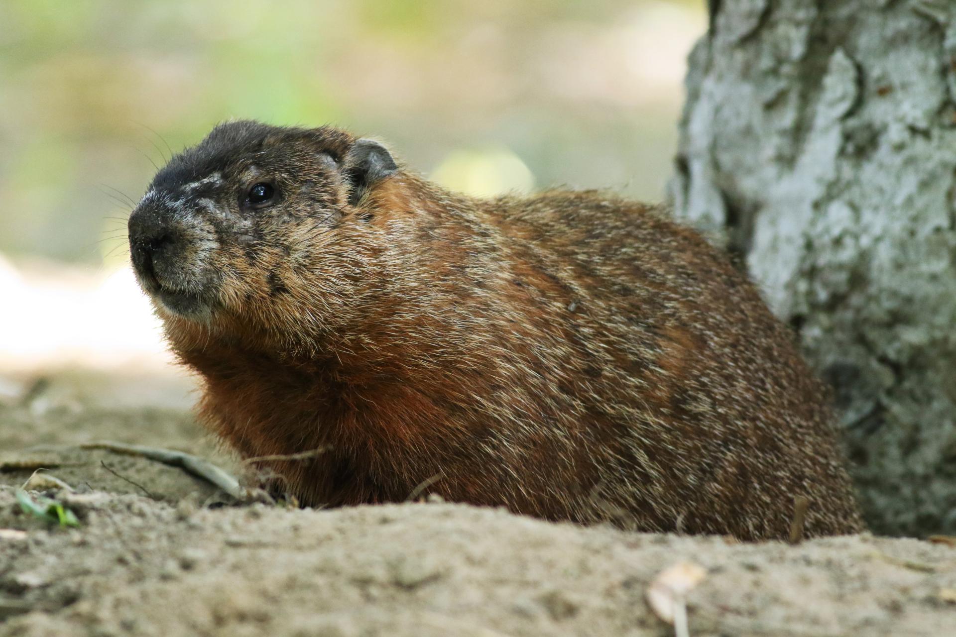 marmotte-commune-woodchuck