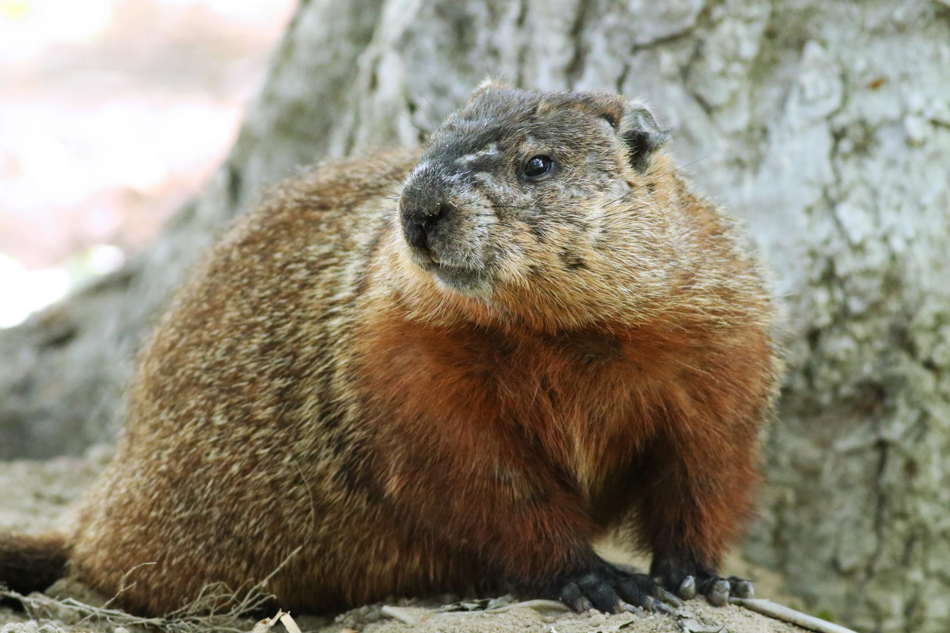 marmotte-commune-woodchuck