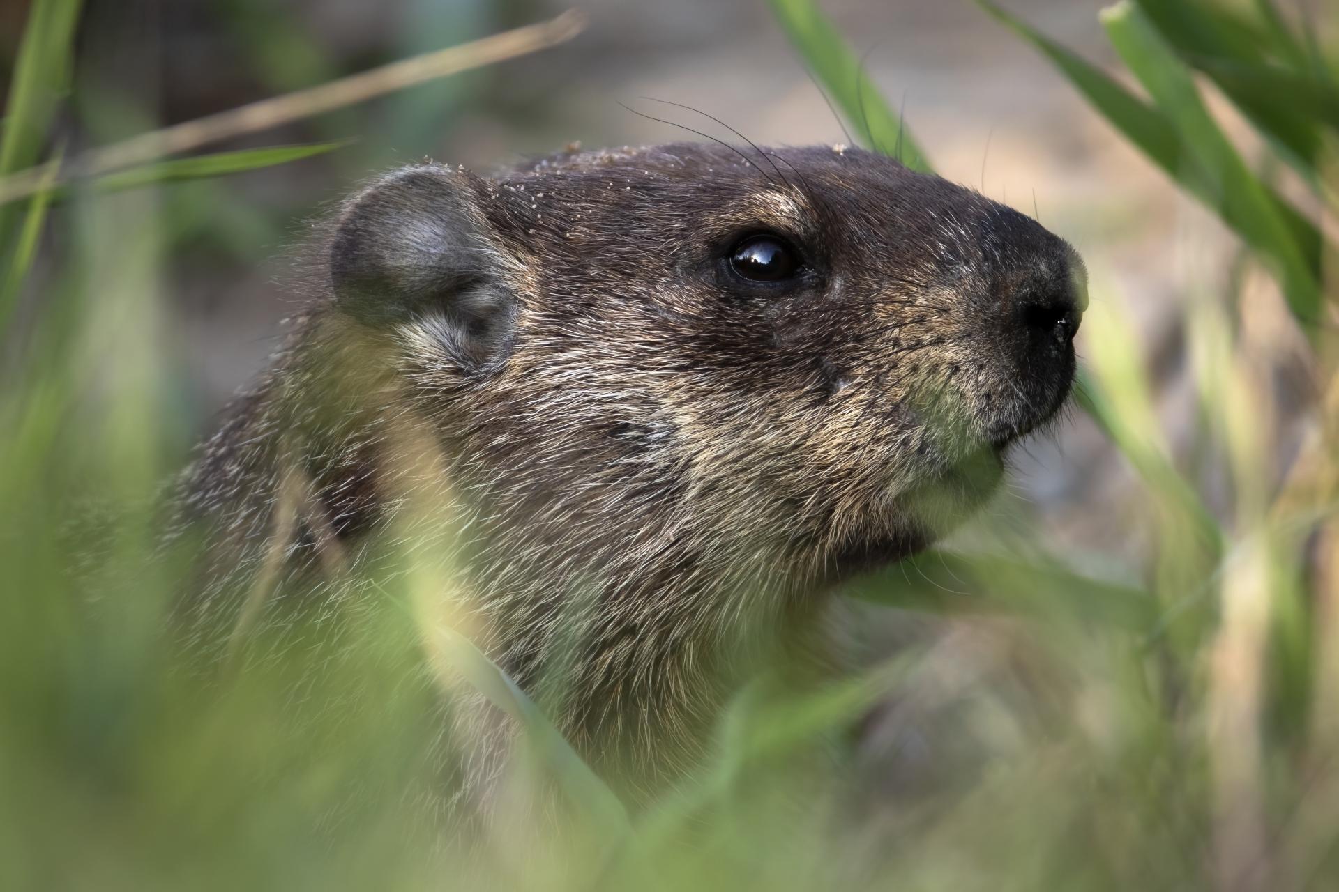 marmotte-commune-woodchuck