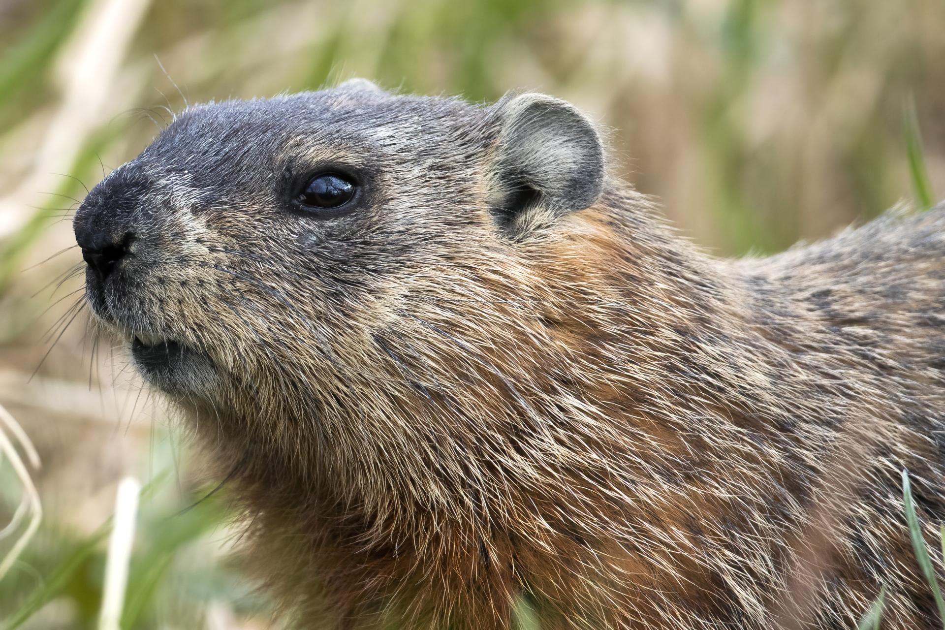 marmotte-commune-woodchuck