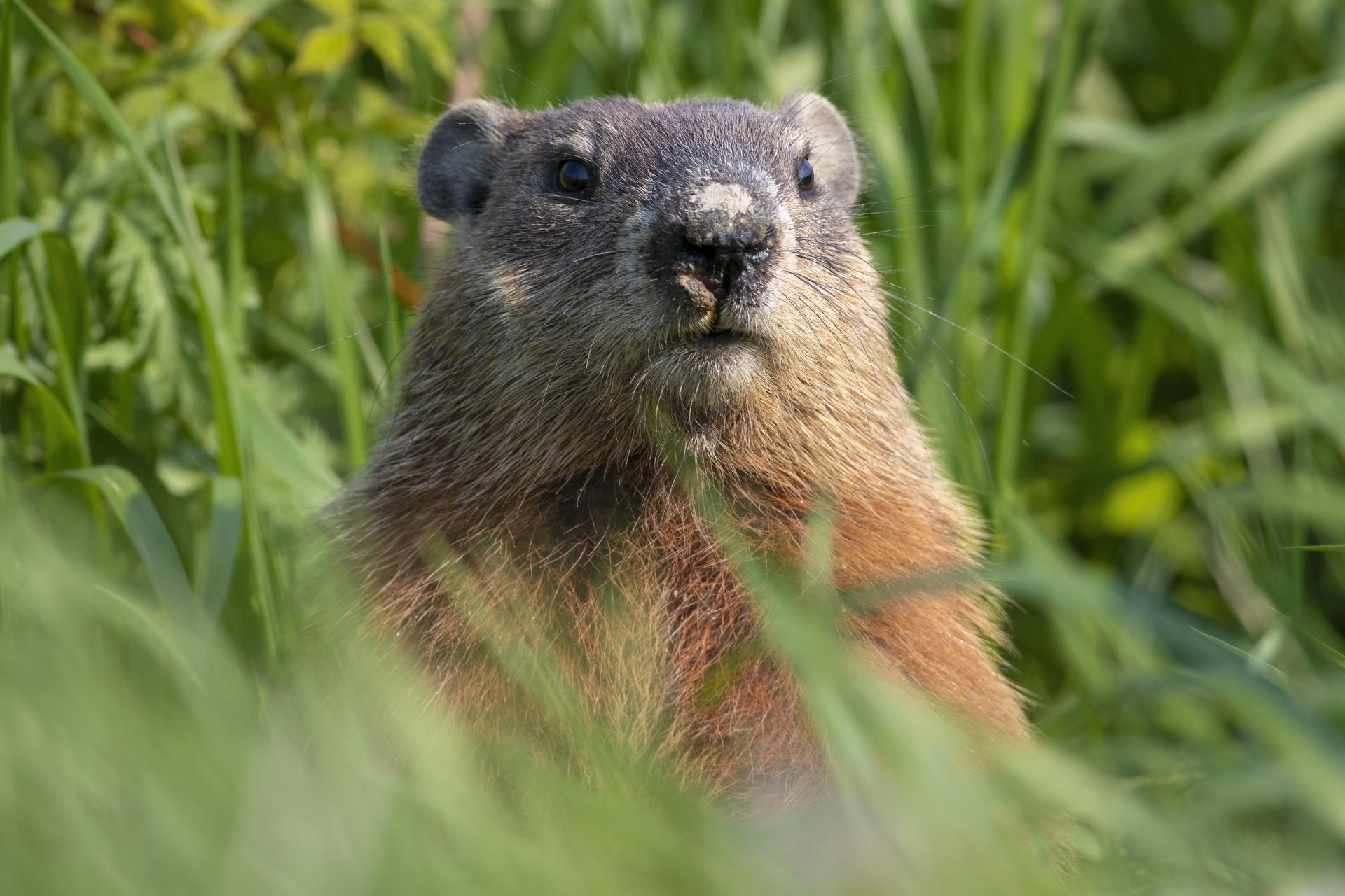 marmotte-commune-woodchuck