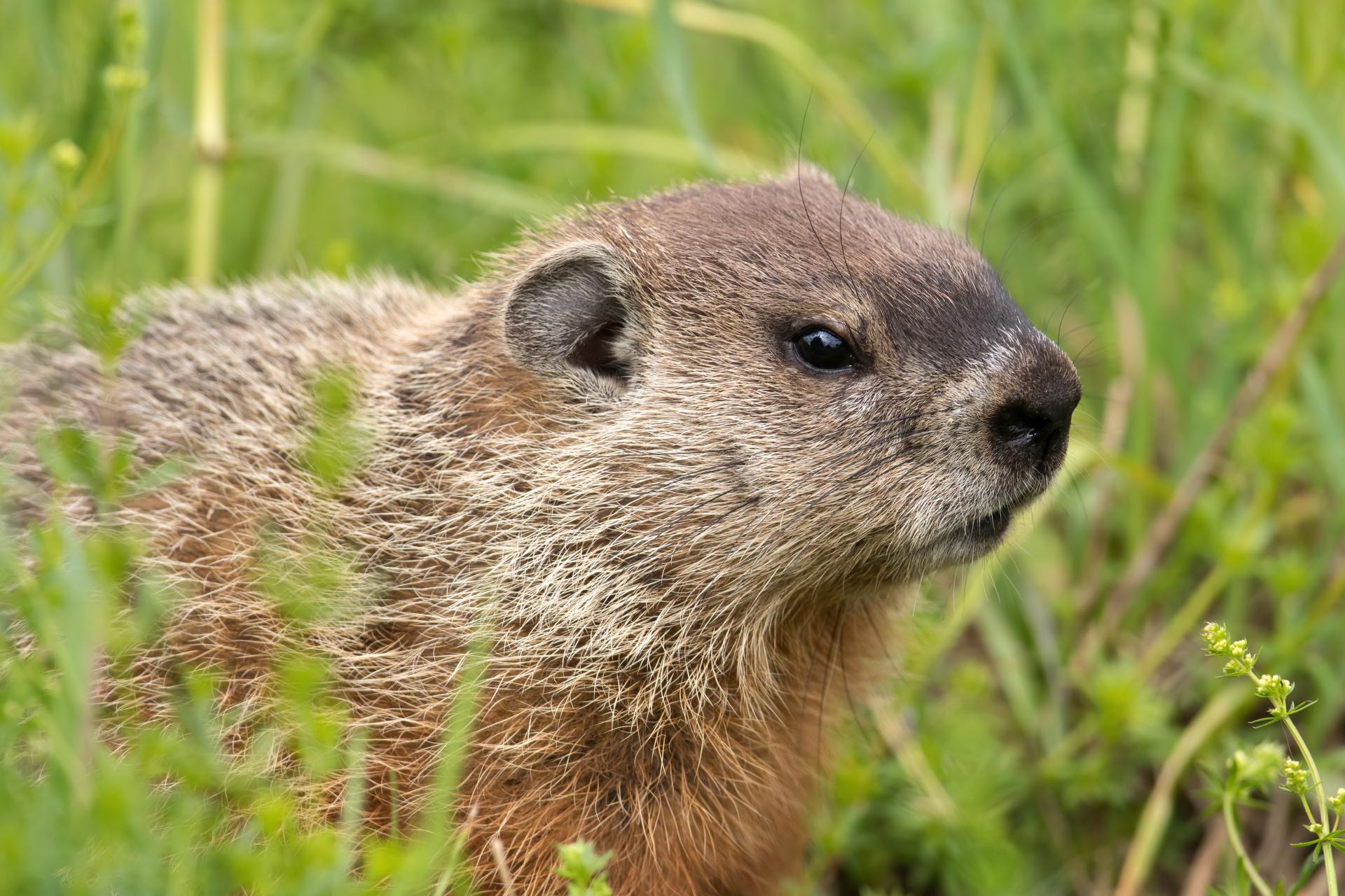 marmotte-commune-woodchuck