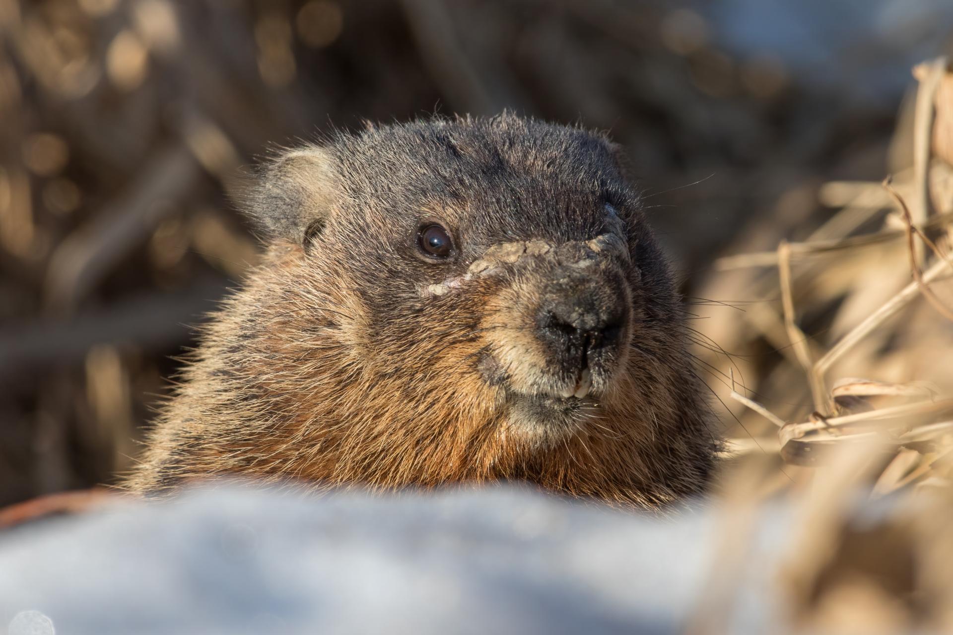 marmotte-commune-woodchuck