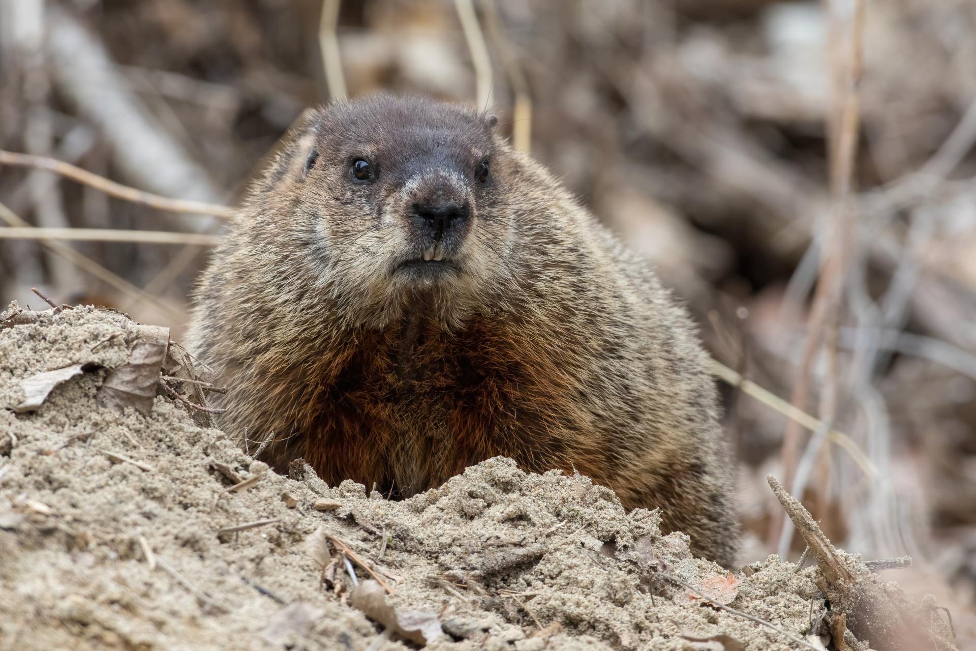 marmotte-commune-woodchuck
