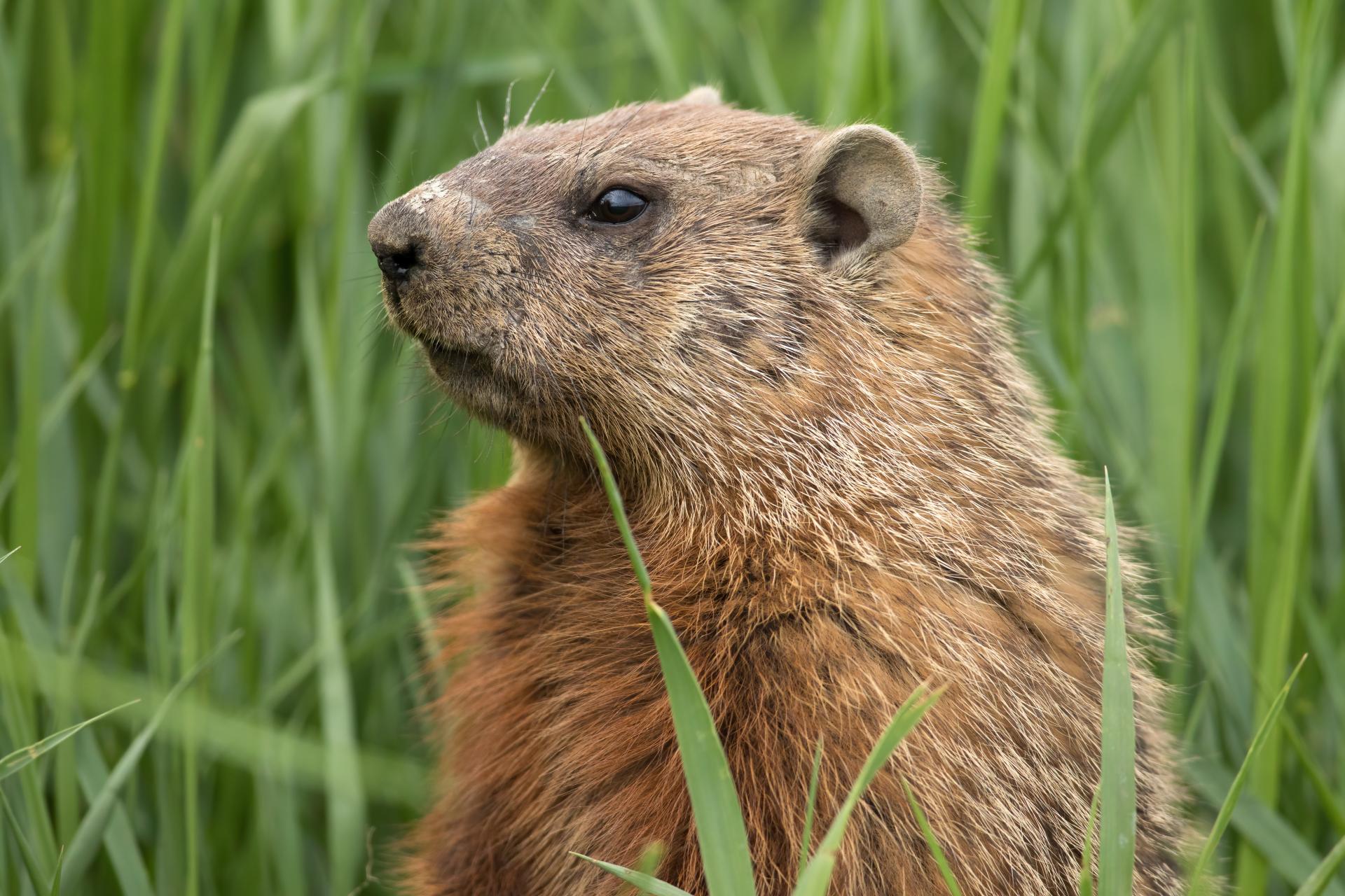 marmotte-commune-woodchuck