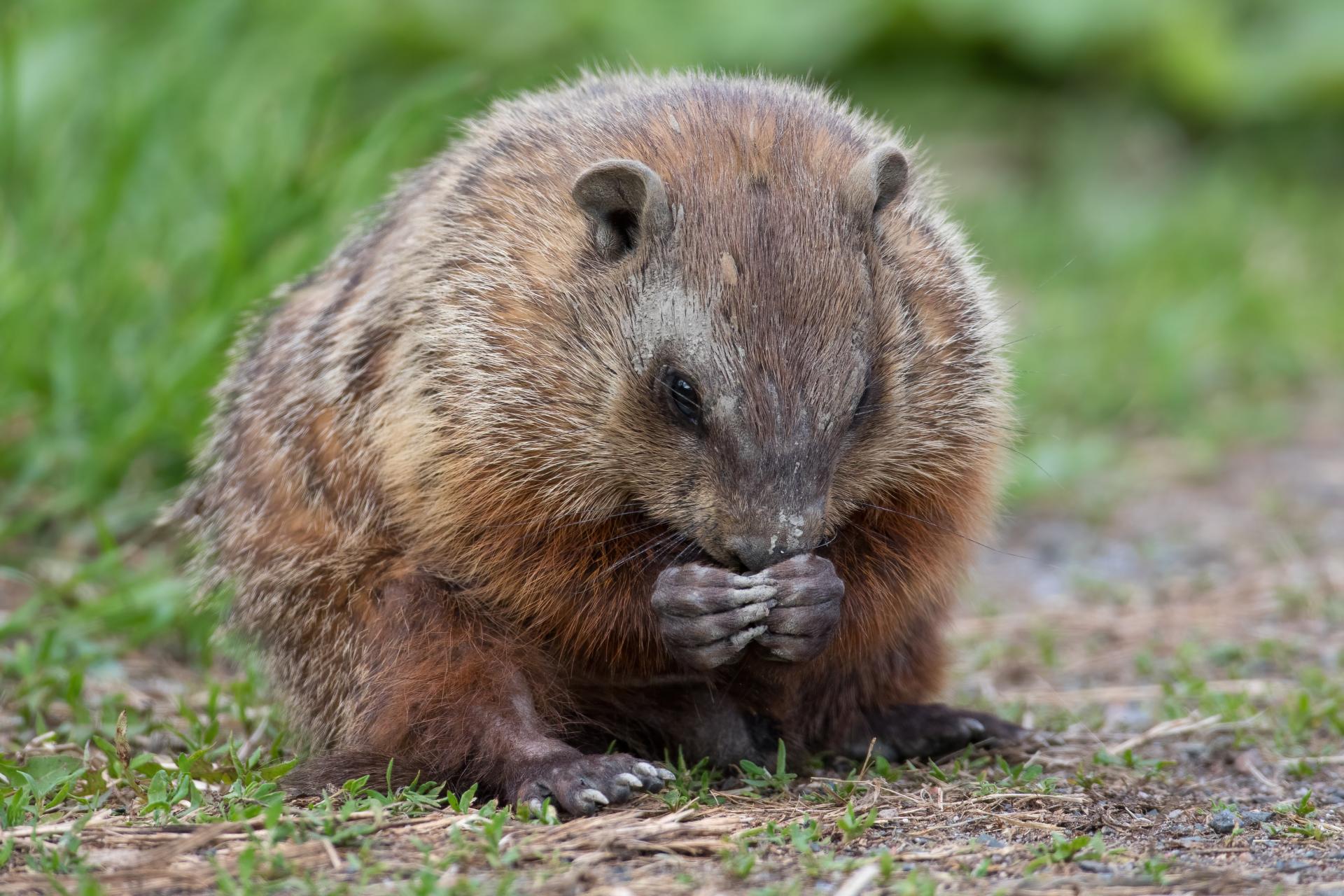 marmotte-commune-woodchuck