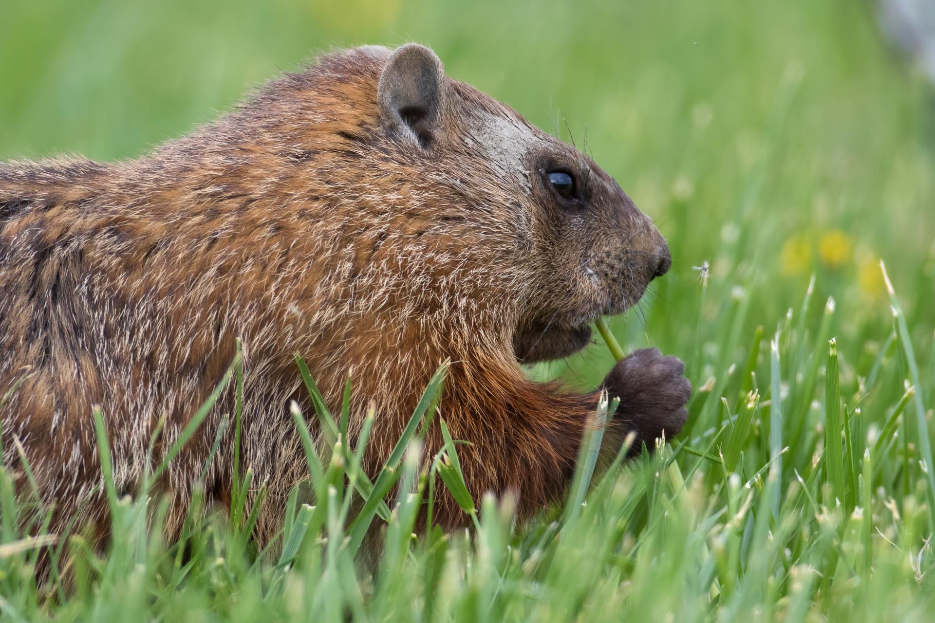marmotte-commune-woodchuck