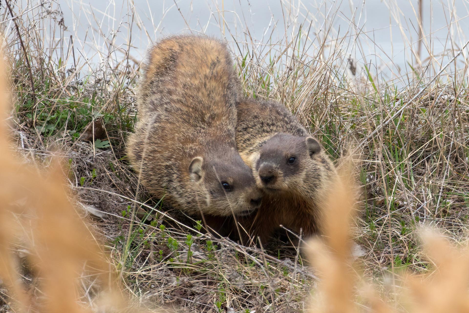 marmotte-commune-woodchuck