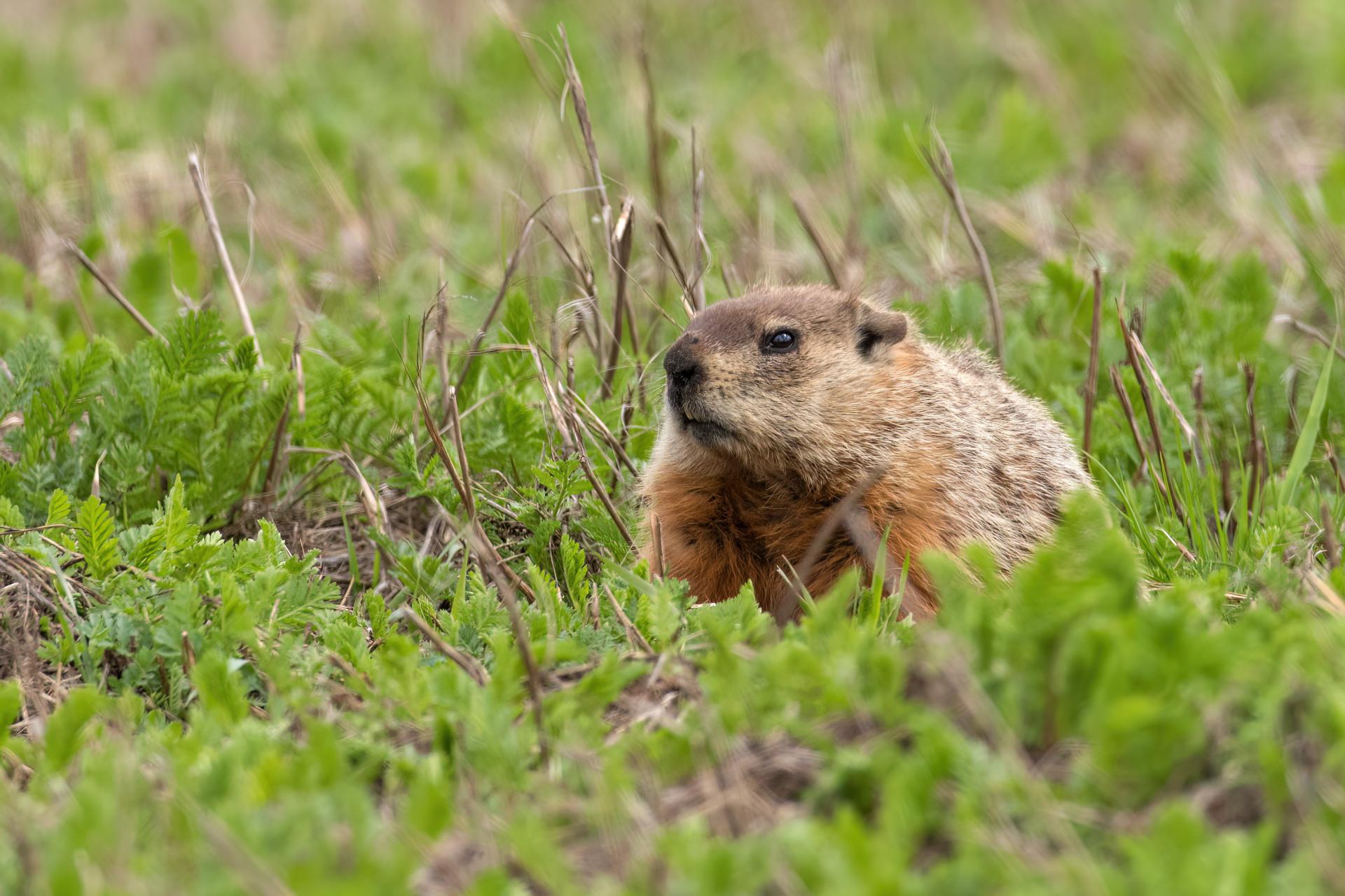 marmotte-commune-woodchuck