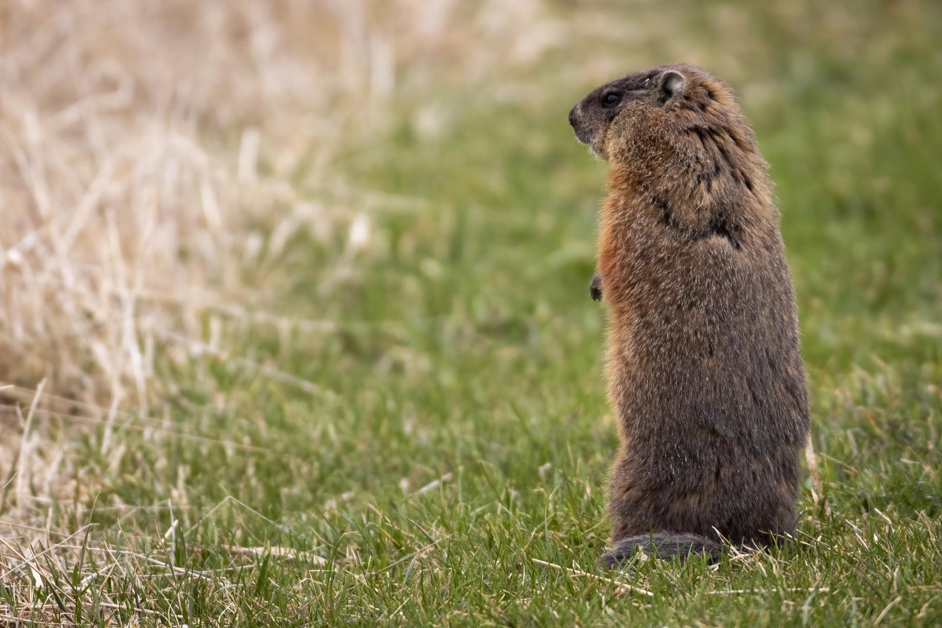 marmotte-commune-woodchuck