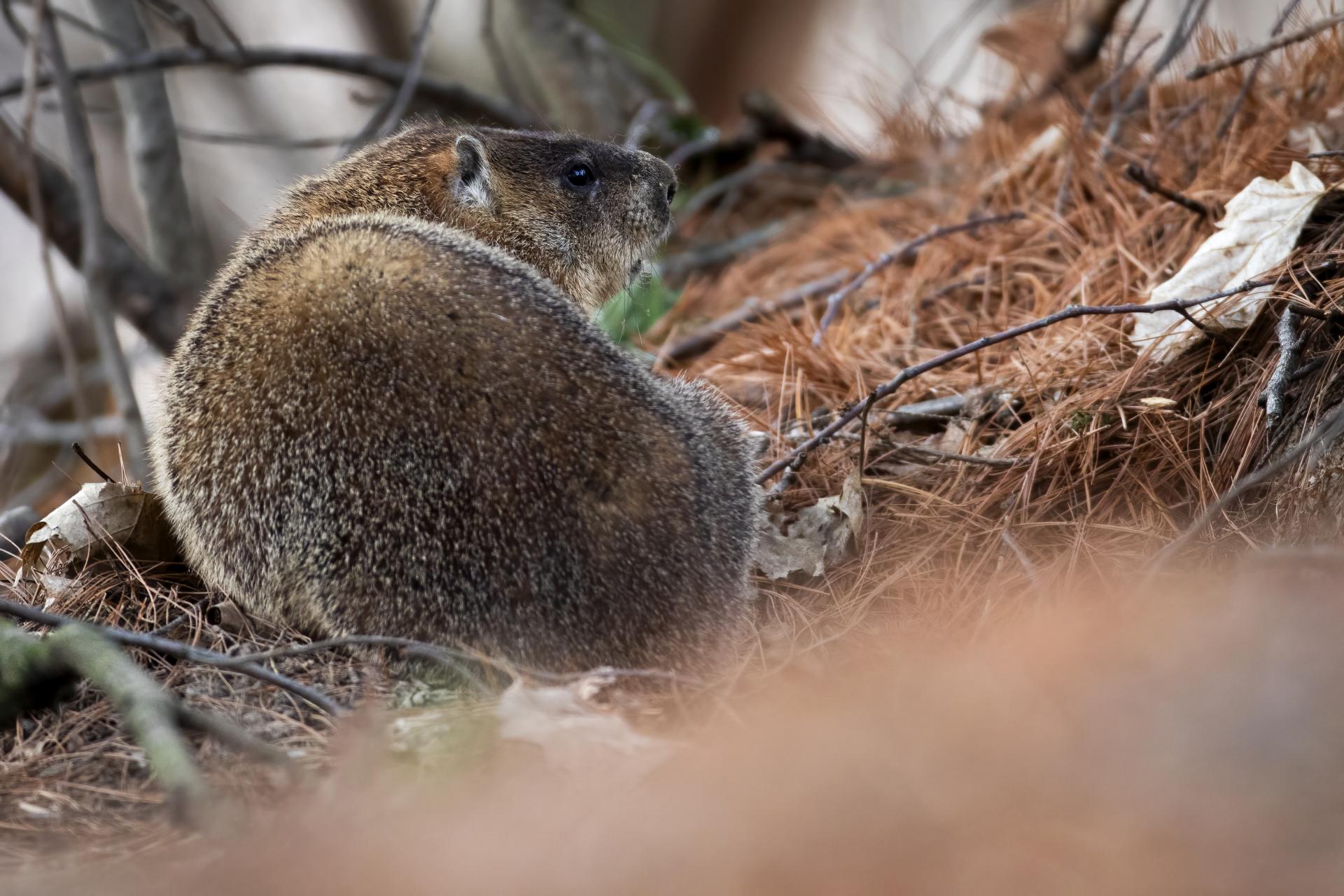 marmotte-commune-woodchuck