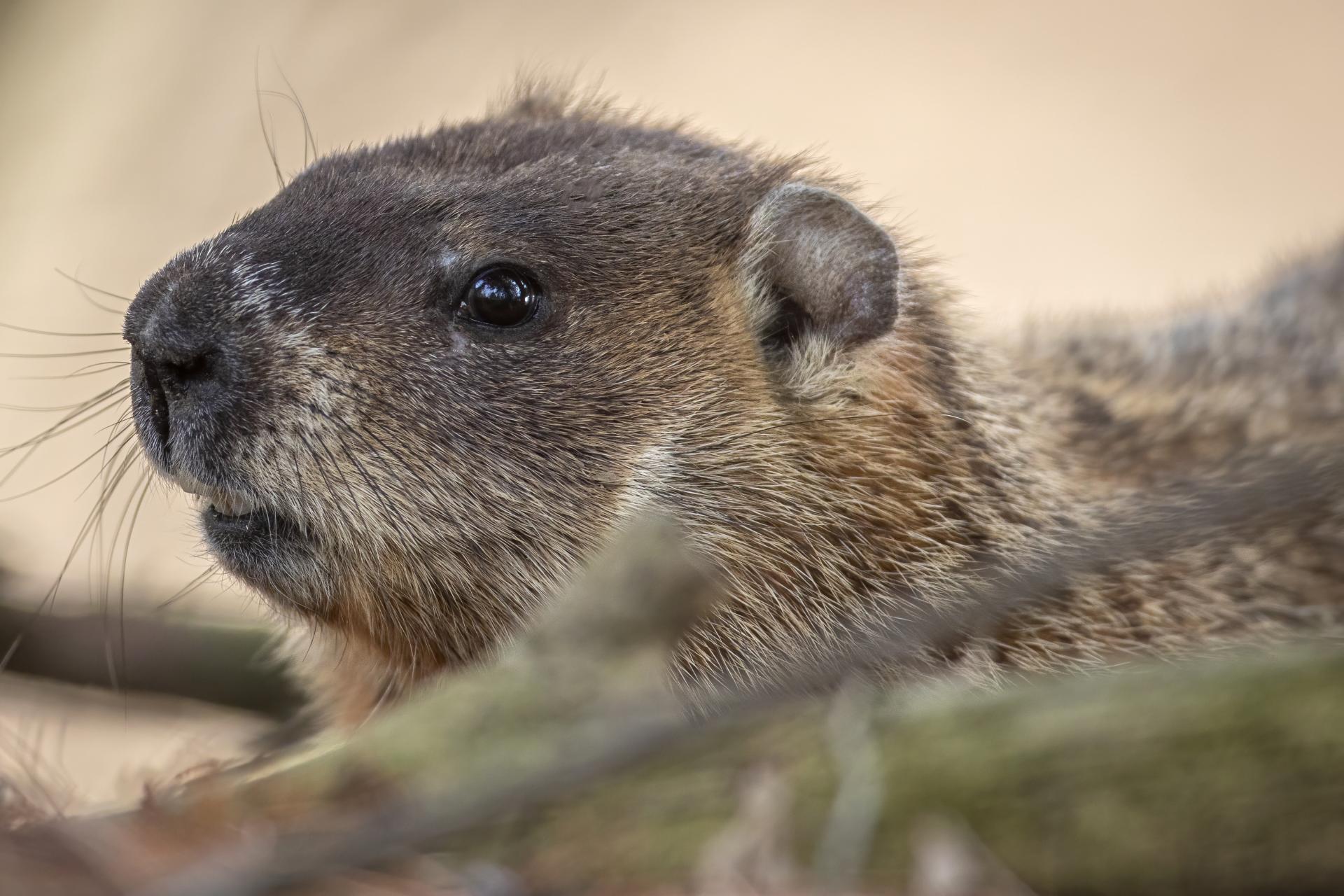 marmotte-commune-woodchuck