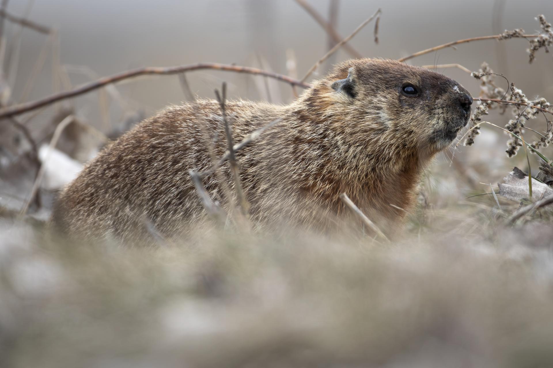 marmotte-commune-woodchuck