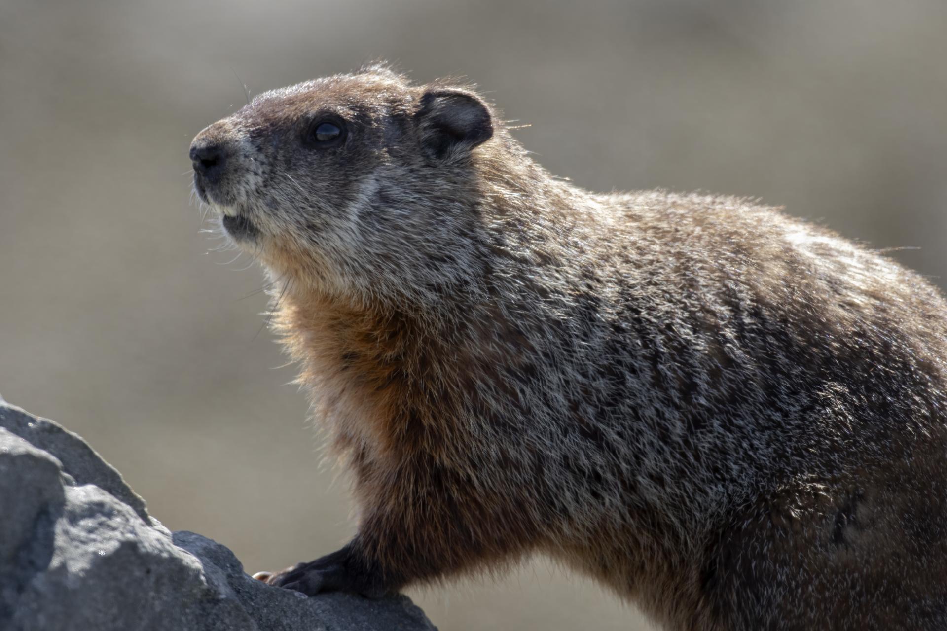 marmotte-commune-woodchuck