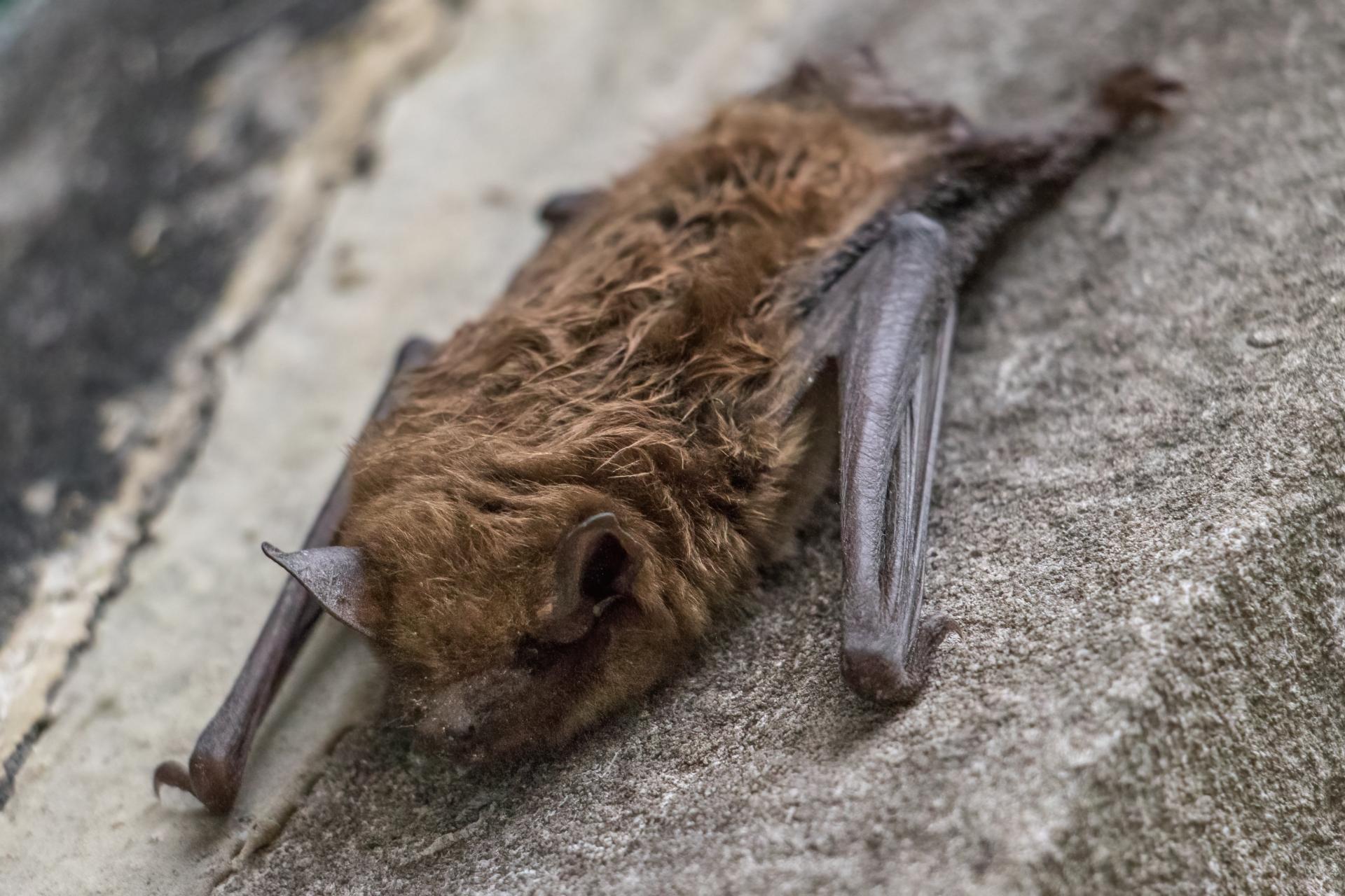 petite-chauve-souris-brune-little-brown-bat