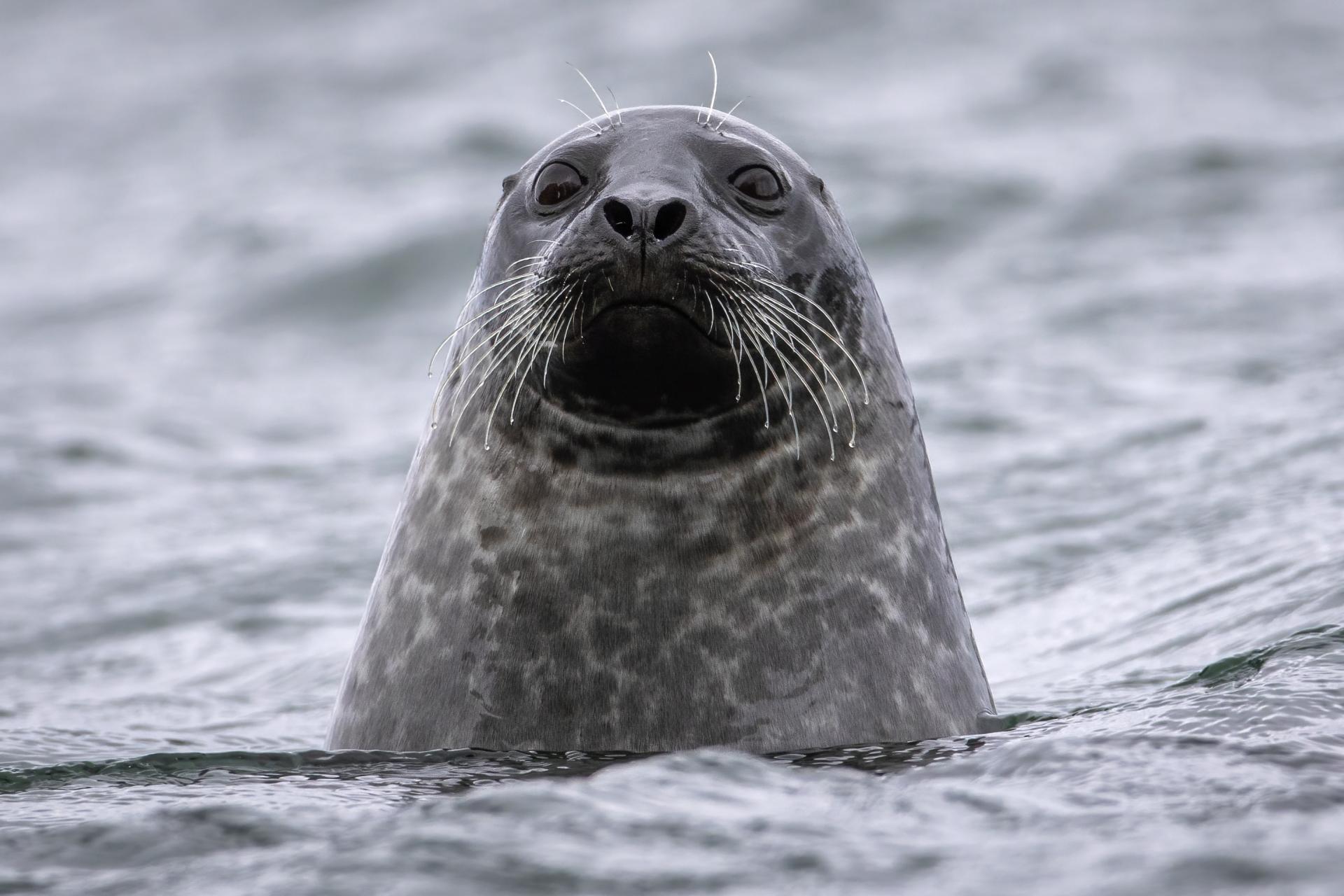 phoque-commun-harbour-seal