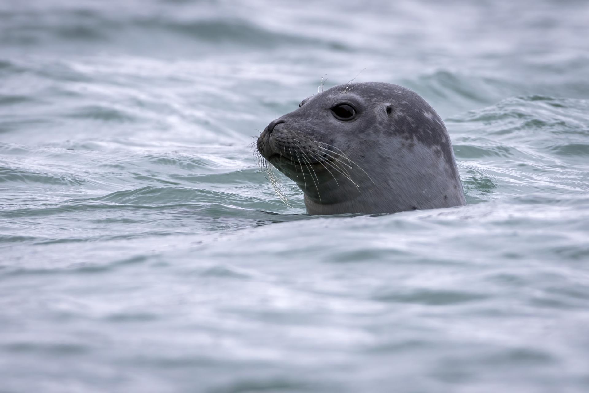 phoque-commun-harbour-seal