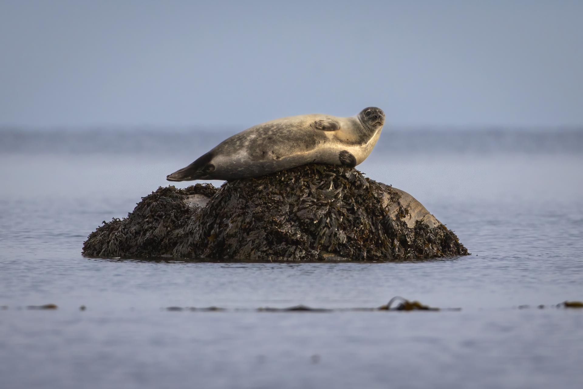 phoque-commun-harbour-seal