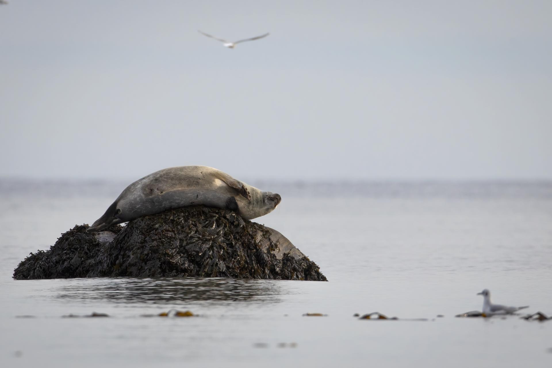 phoque-commun-harbour-seal