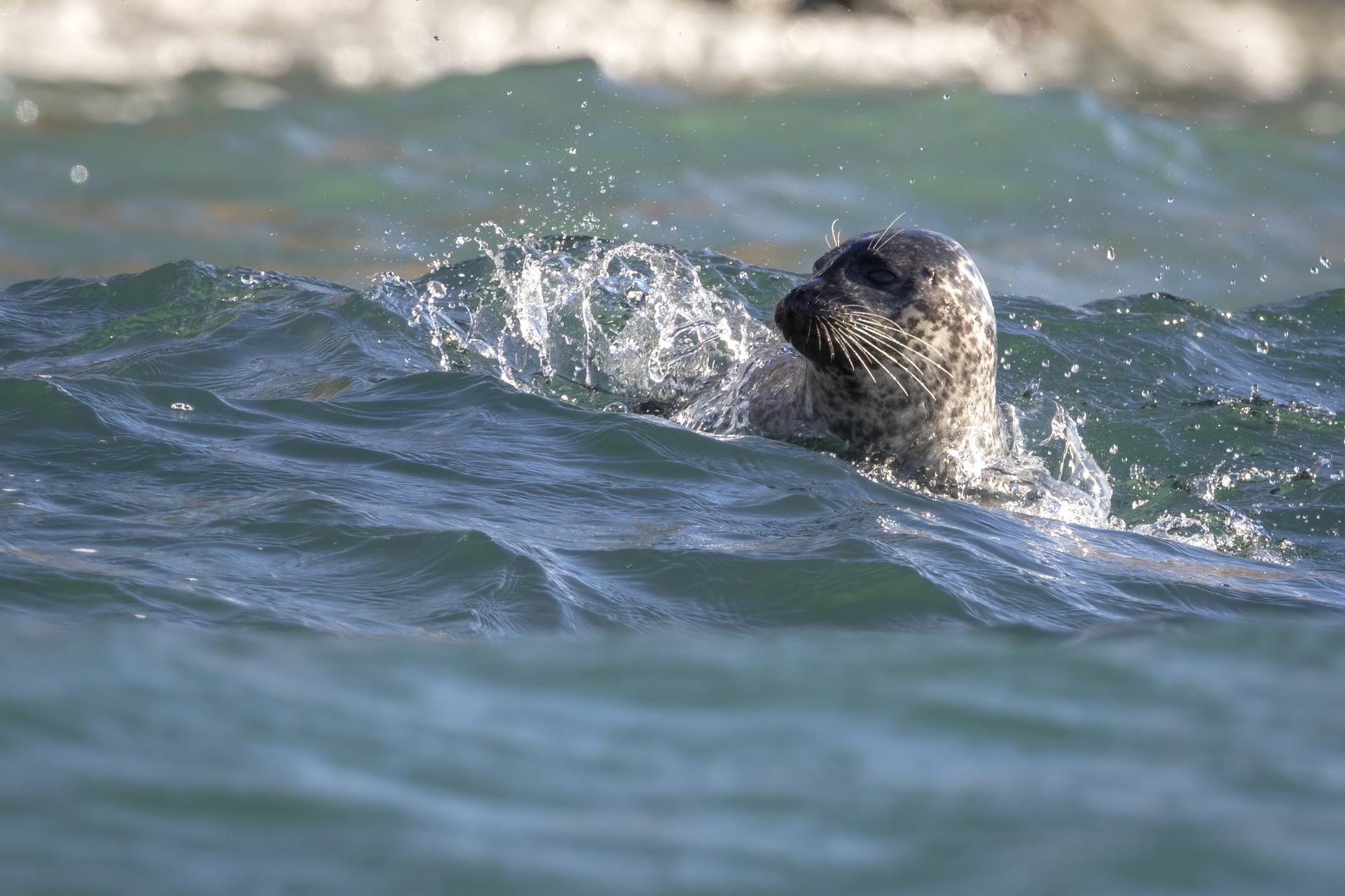 phoque-commun-harbour-seal