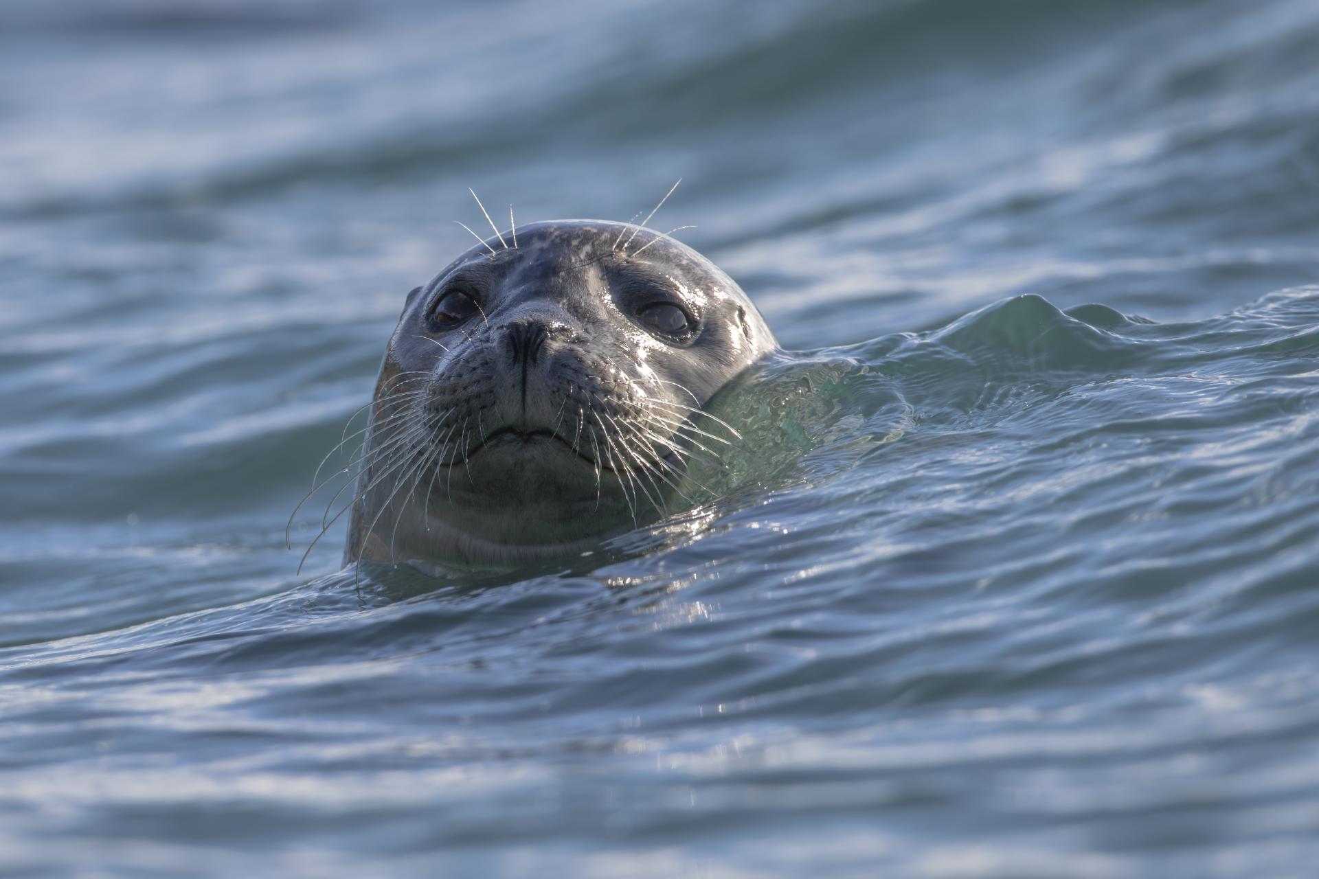 phoque-commun-harbour-seal