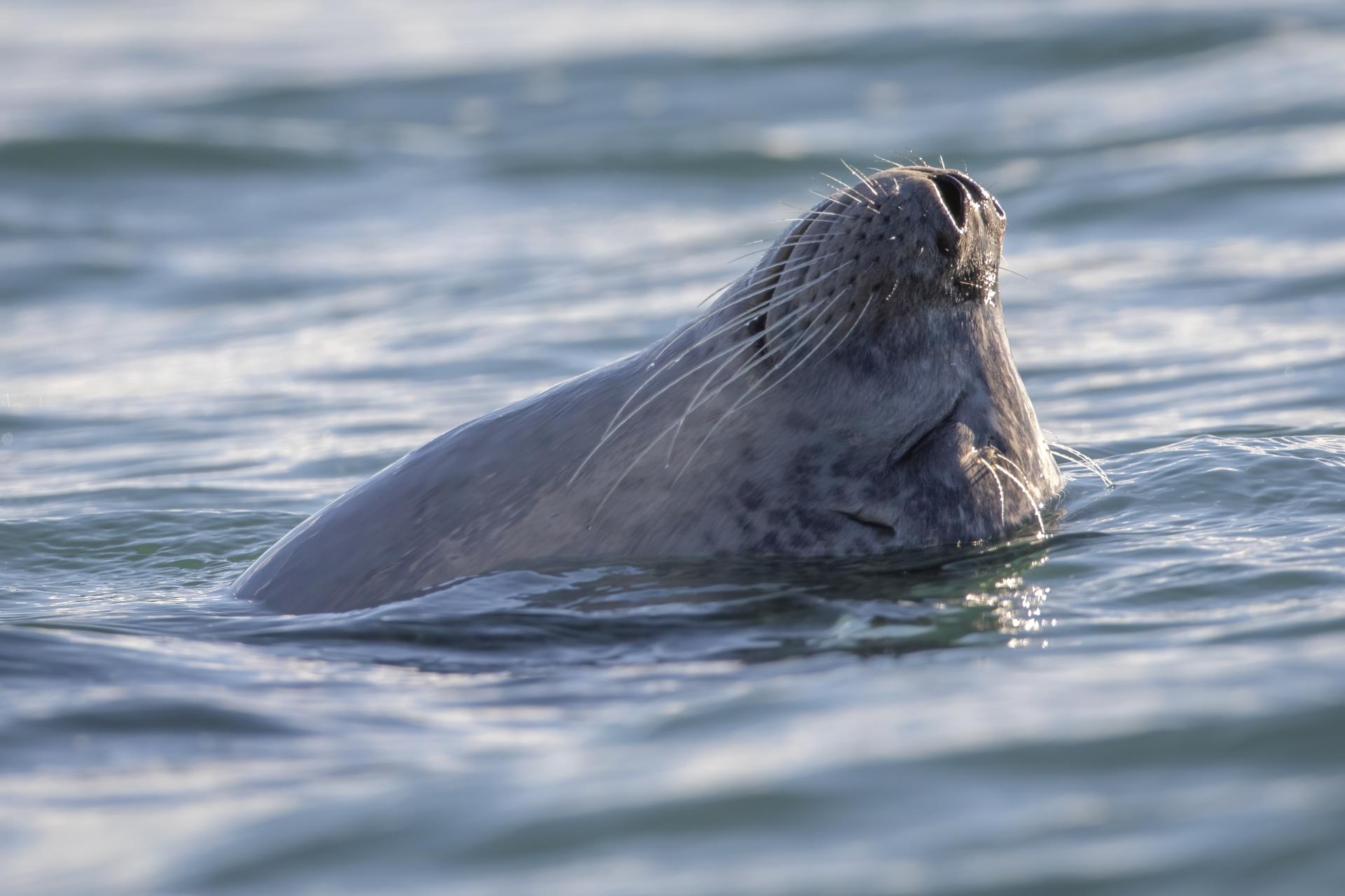 phoque-commun-harbour-seal
