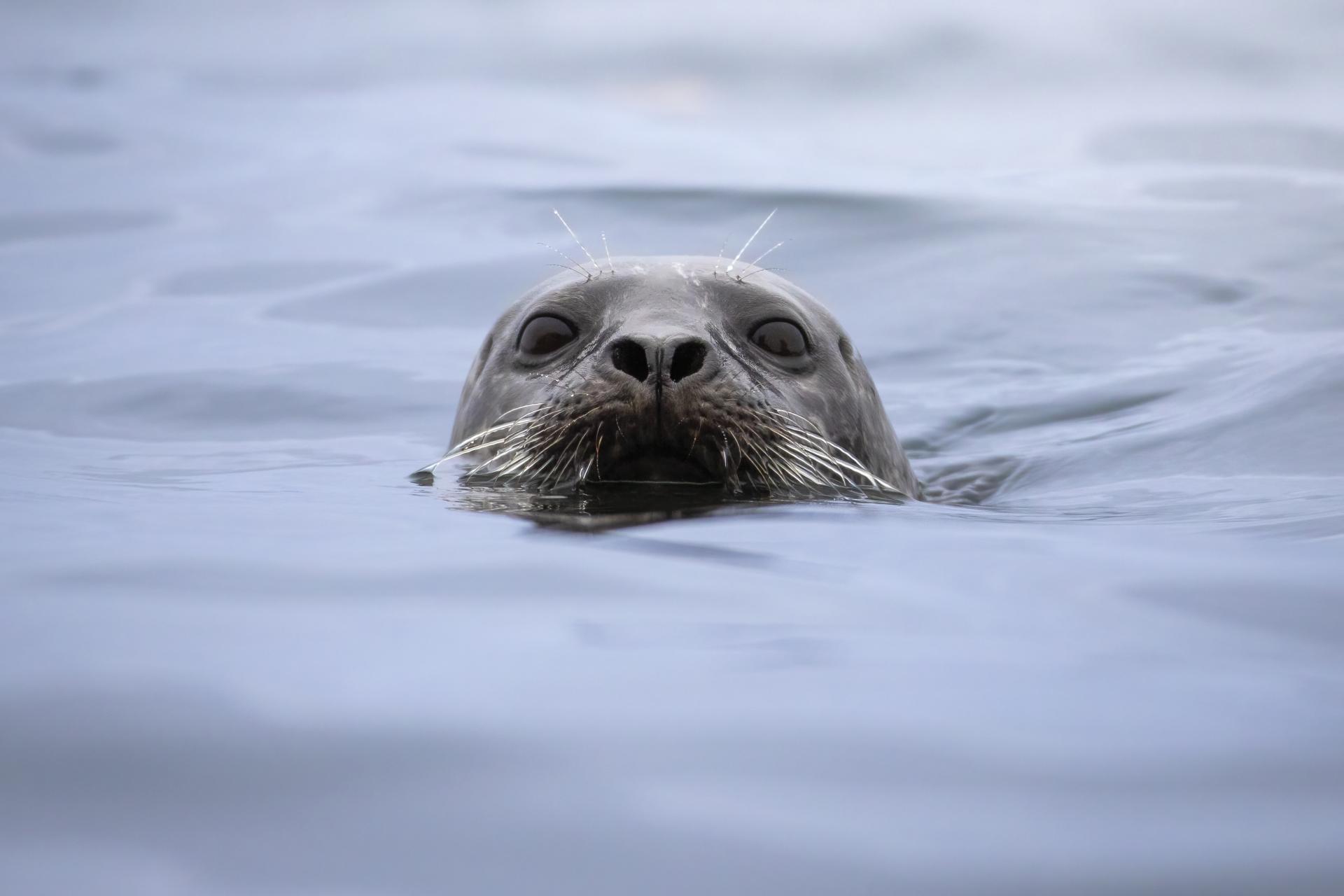 phoque-commun-harbour-seal