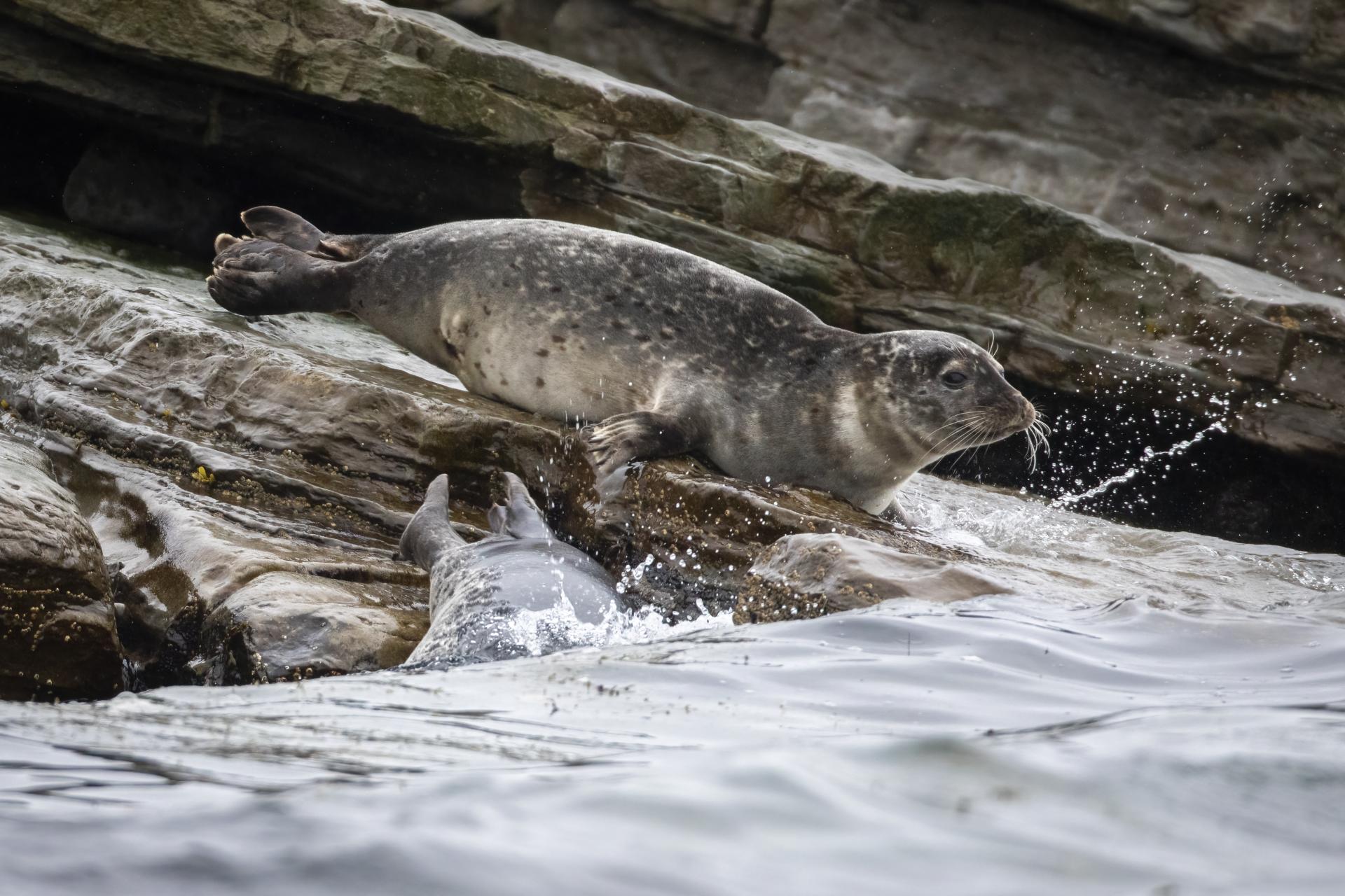 phoque-commun-harbour-seal