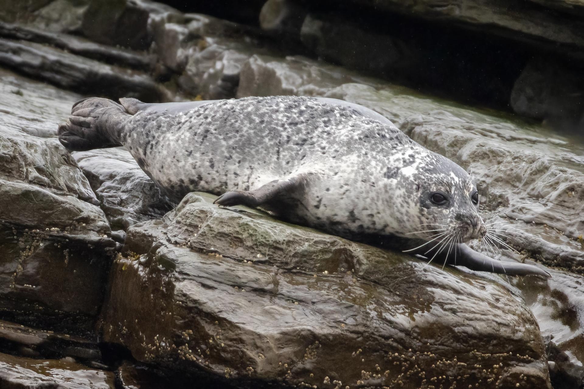 phoque-commun-harbour-seal