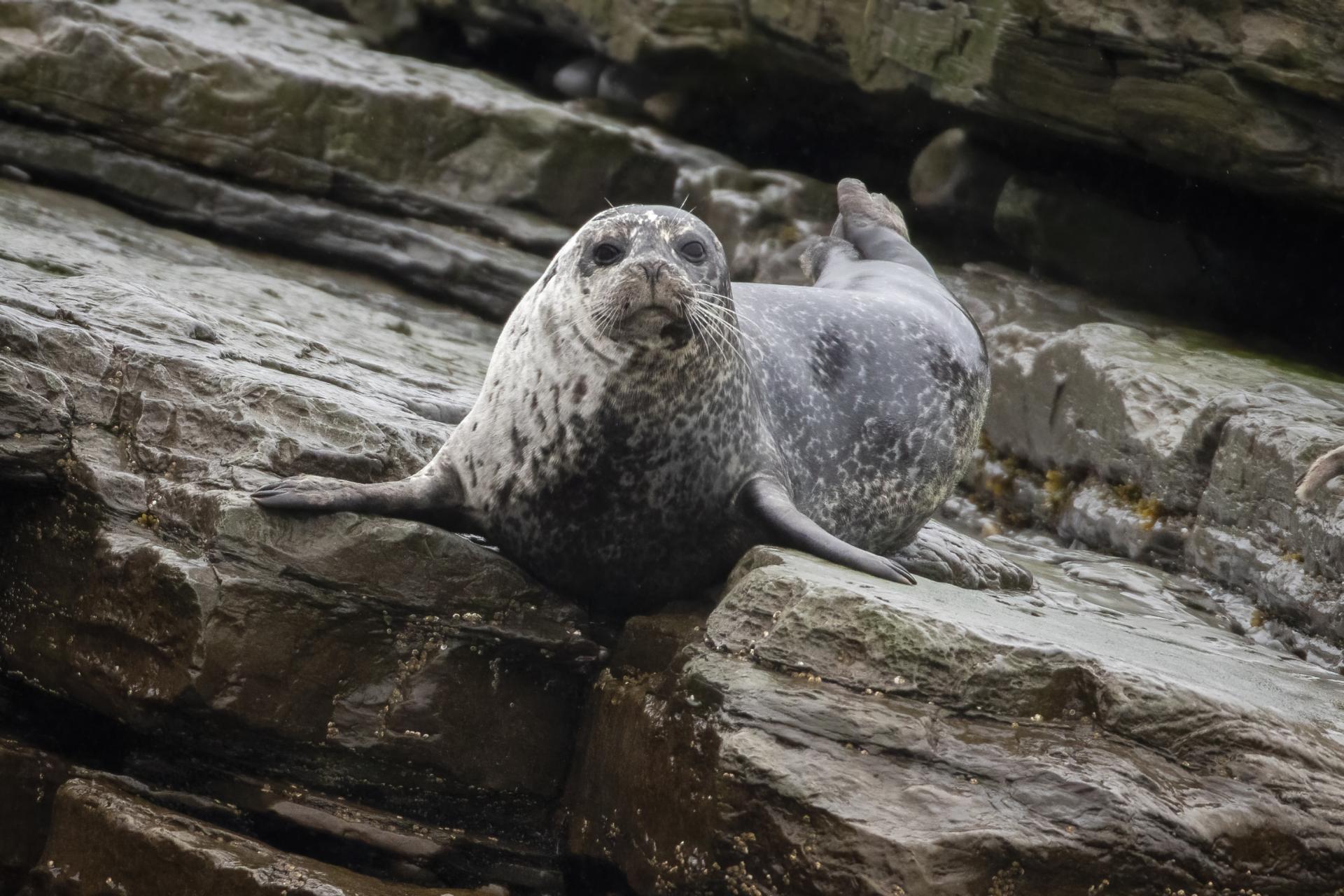 phoque-commun-harbour-seal