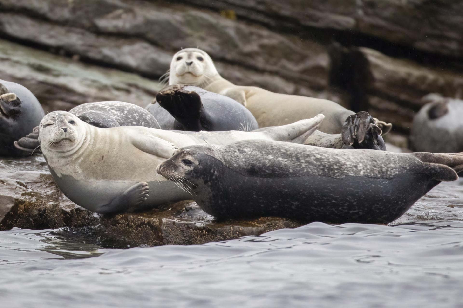 phoque-commun-harbour-seal