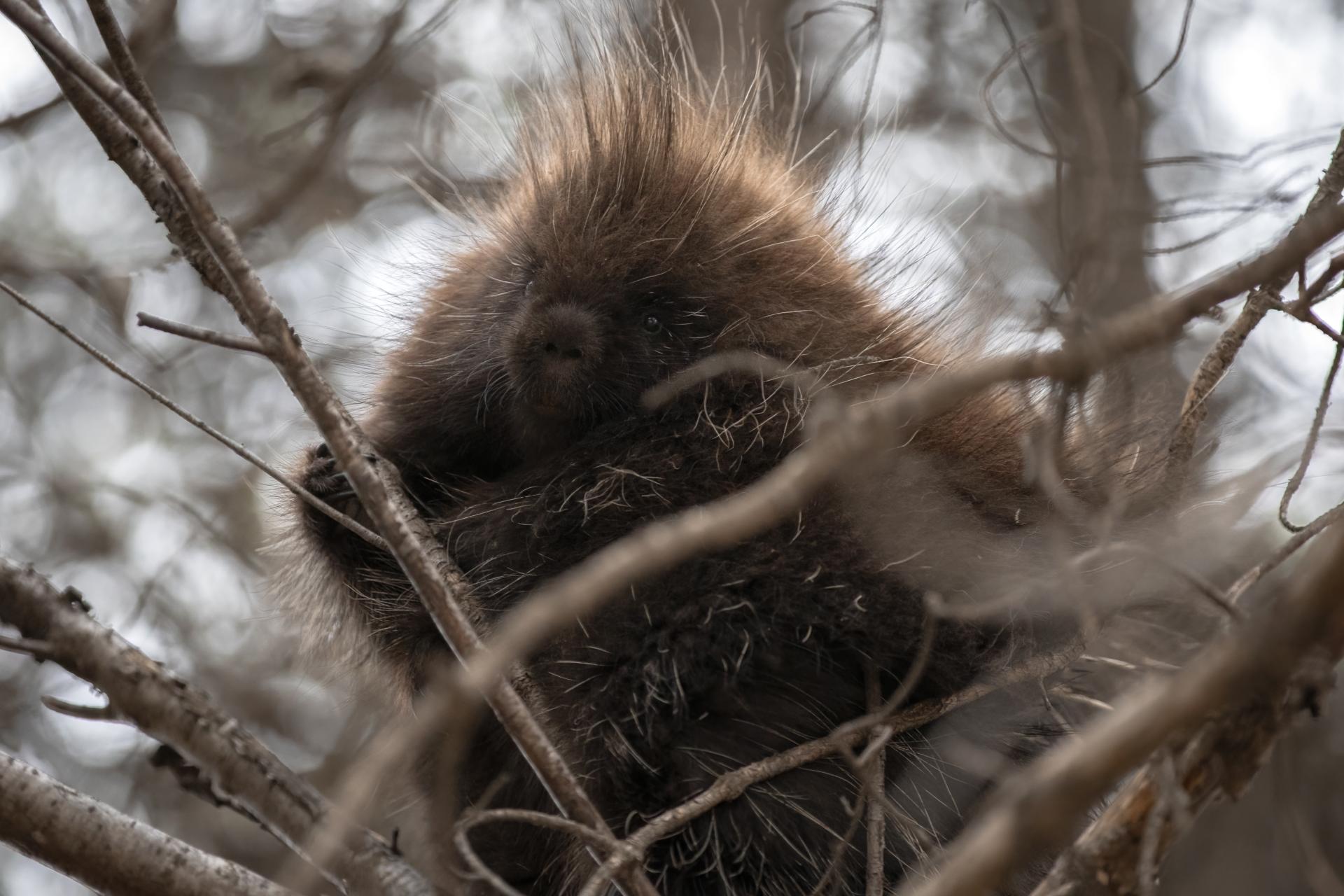 porc-epic-d-amerique-american-porcupine