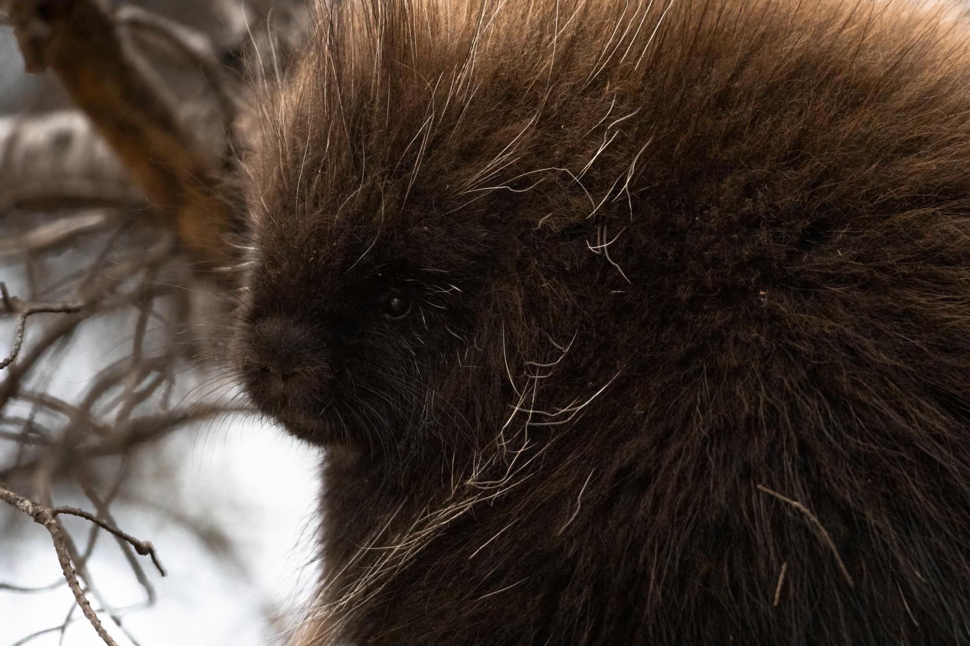 porc-epic-d-amerique-american-porcupine