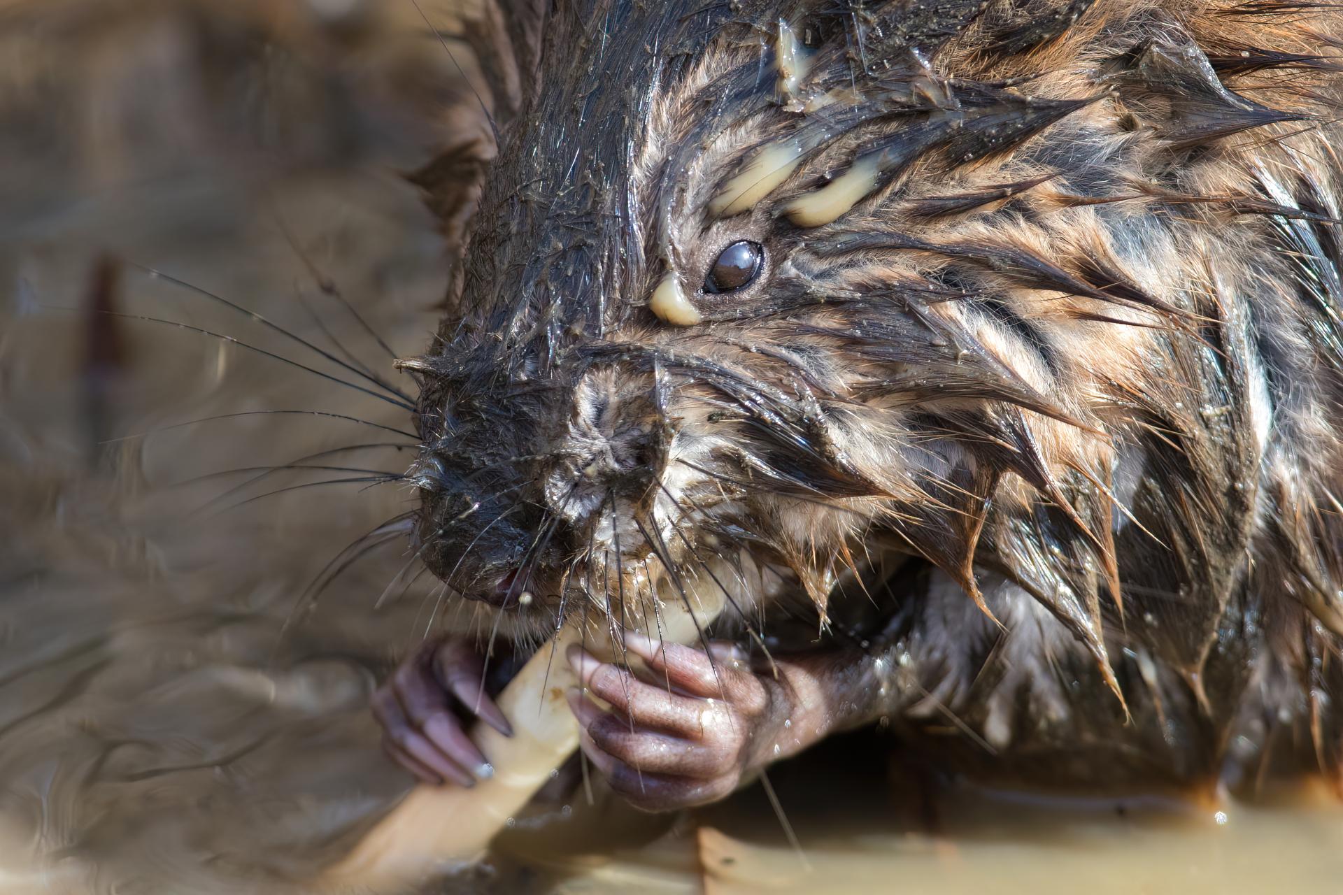 rat-musque-muskrat