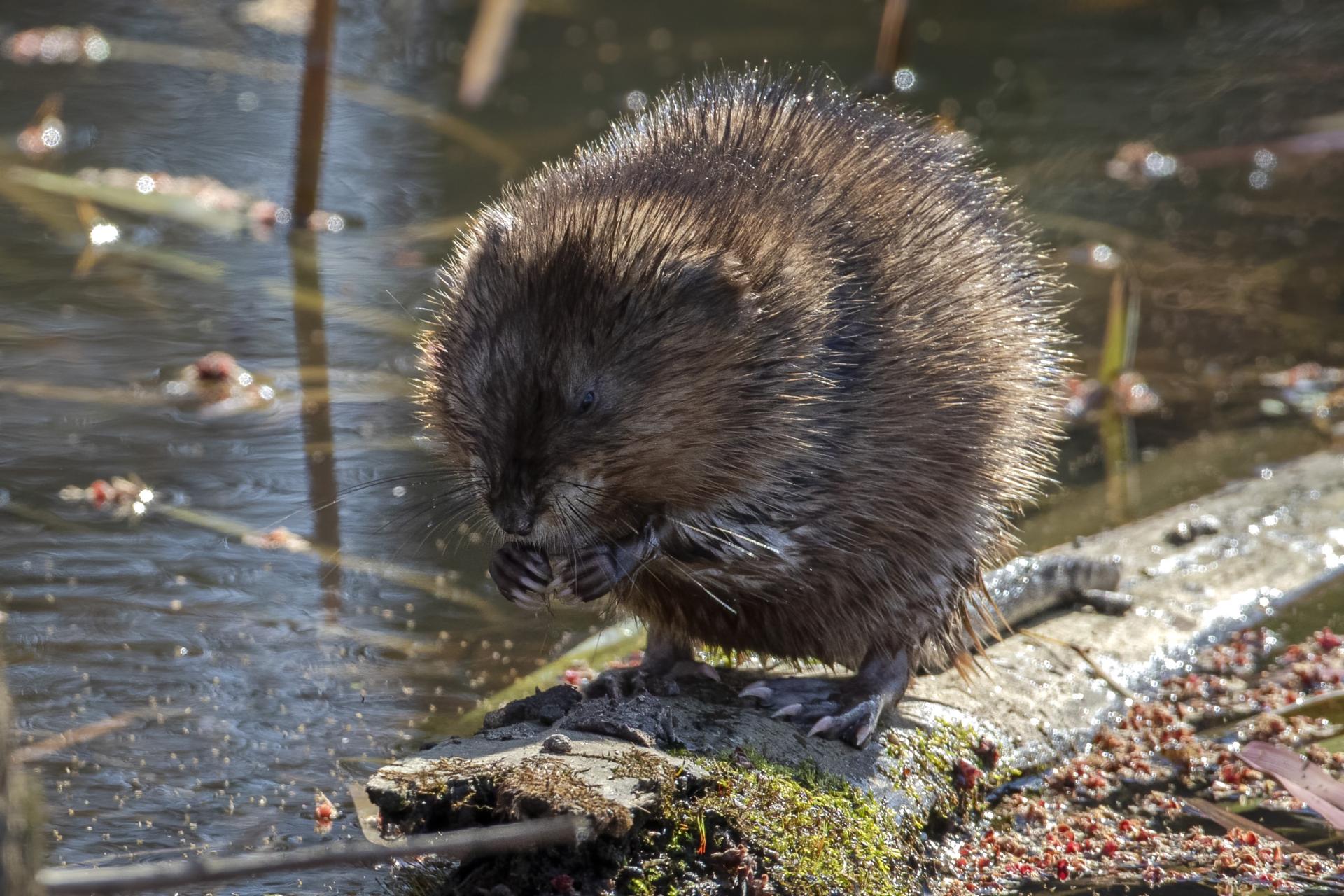 rat-musque-muskrat