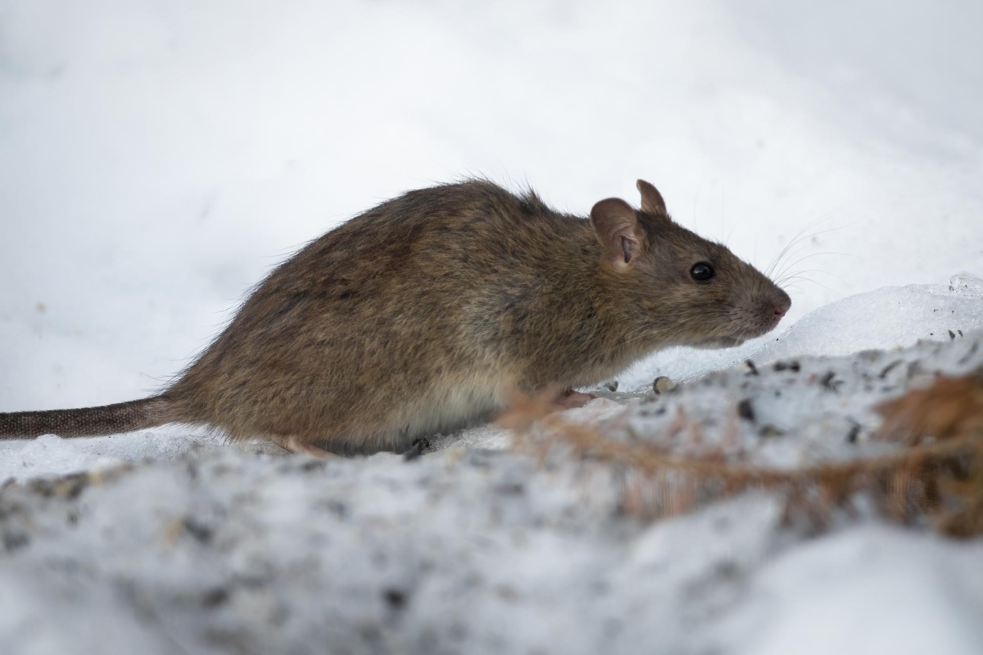 rat-surmulot-norway-rat