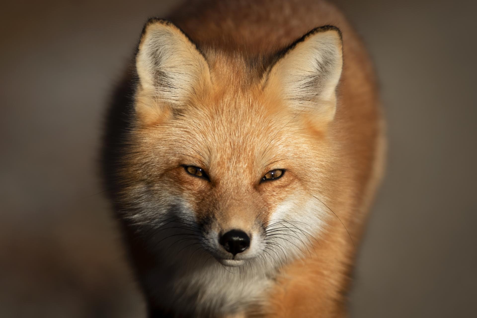 renard-roux-red-fox