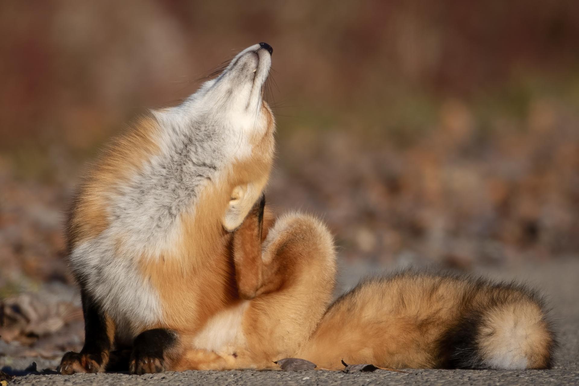 renard-roux-red-fox