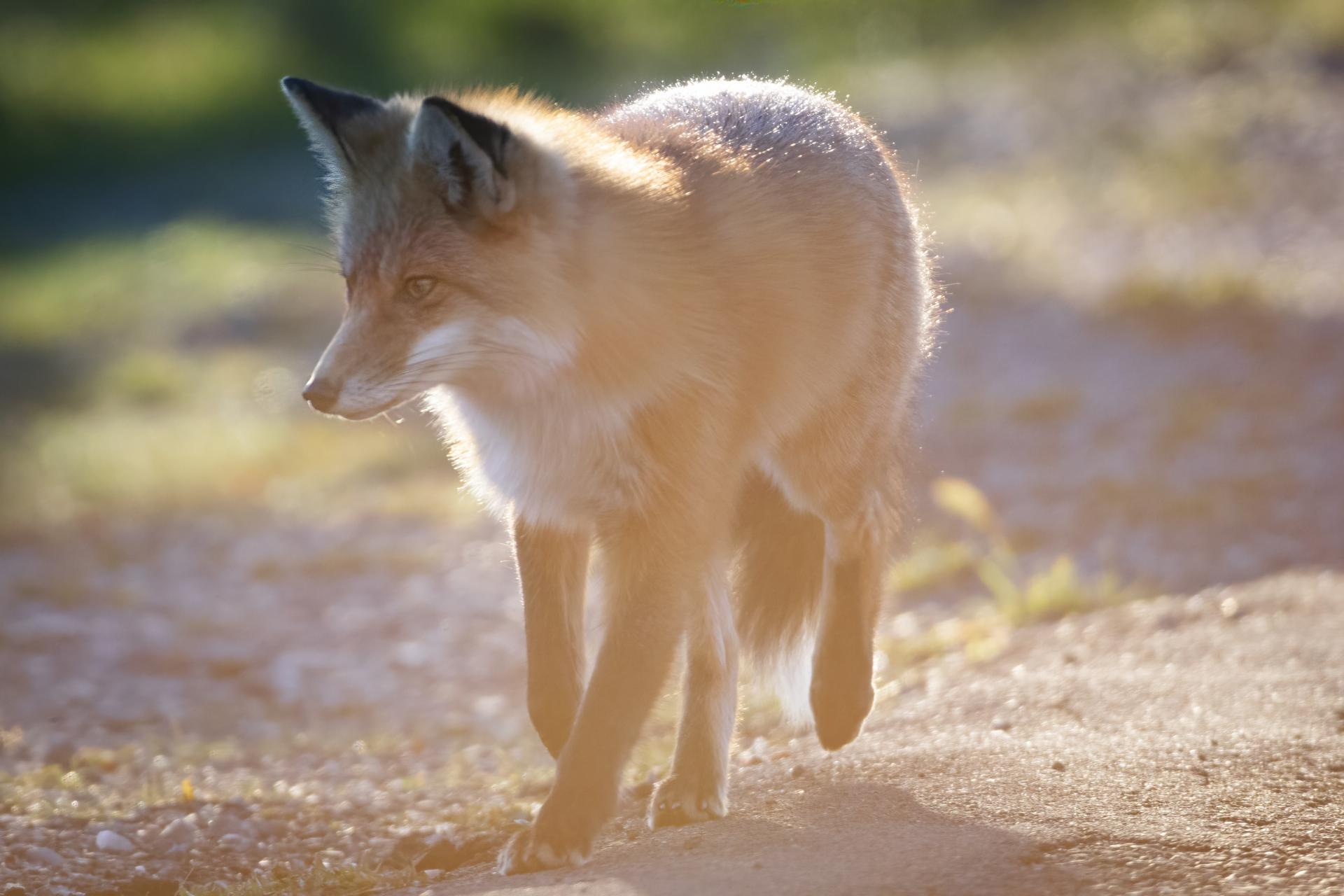 renard-roux-red-fox