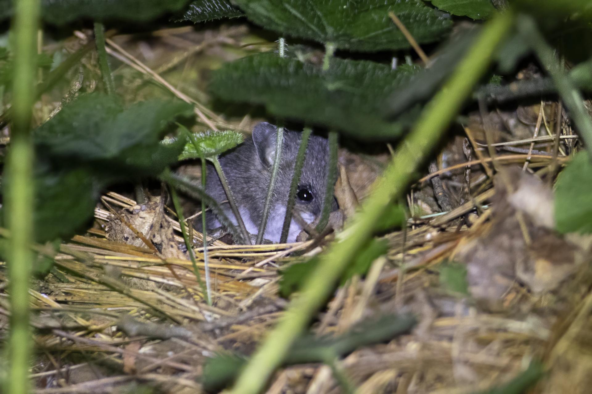 souris-sylvestre-deer-mouse