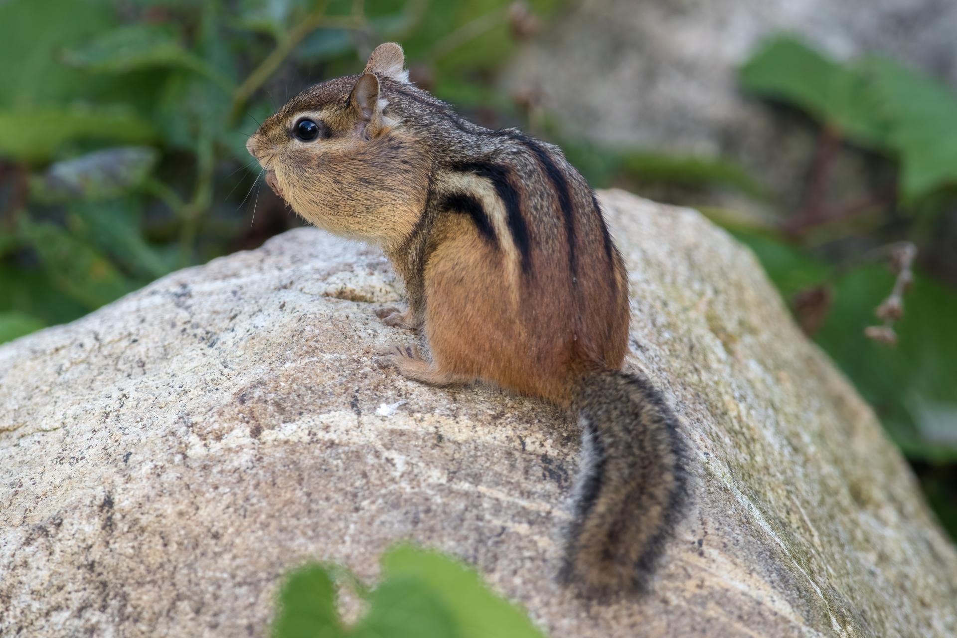 tamia-raye-Eastern-chipmunk