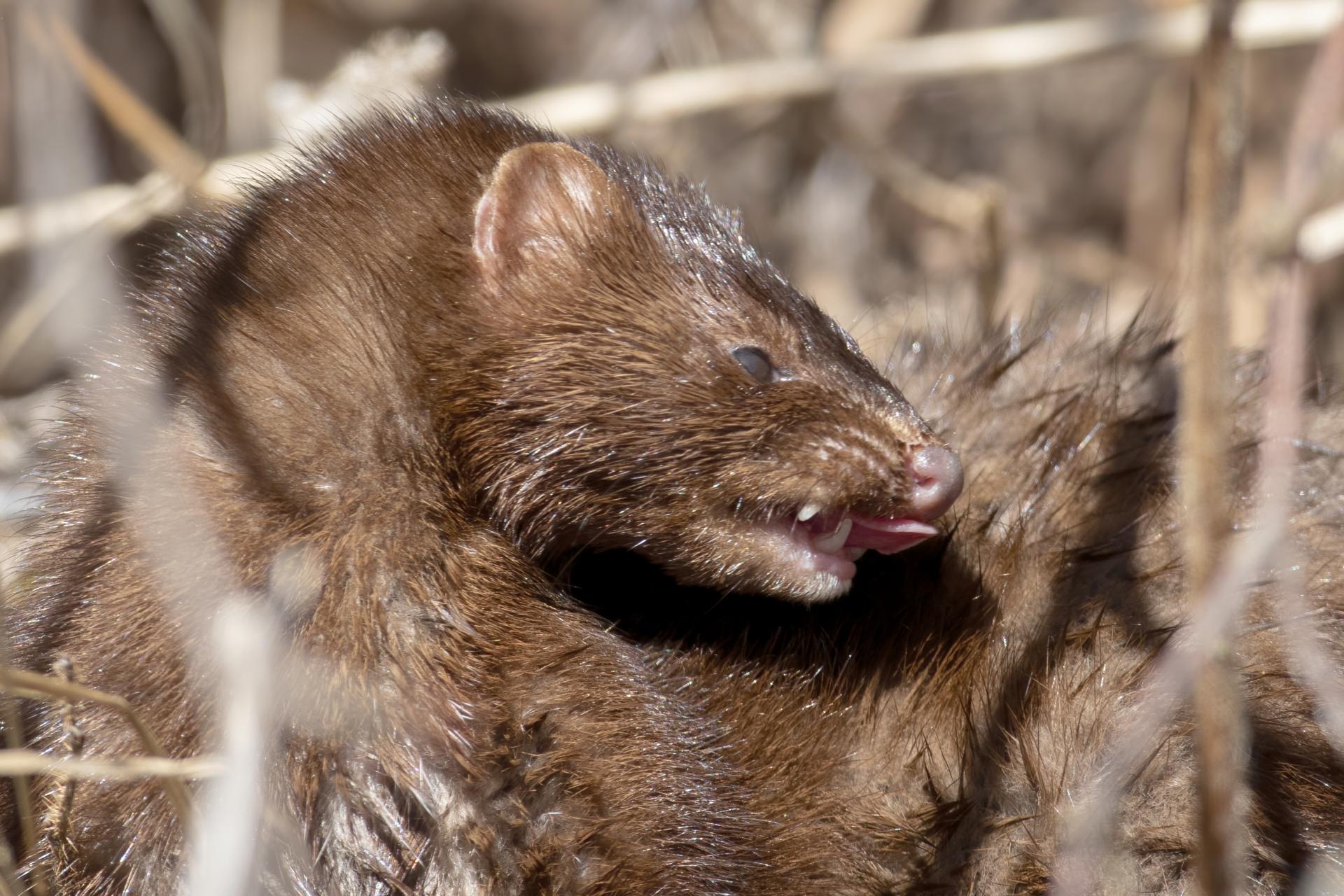 vison-d-amerique-mink