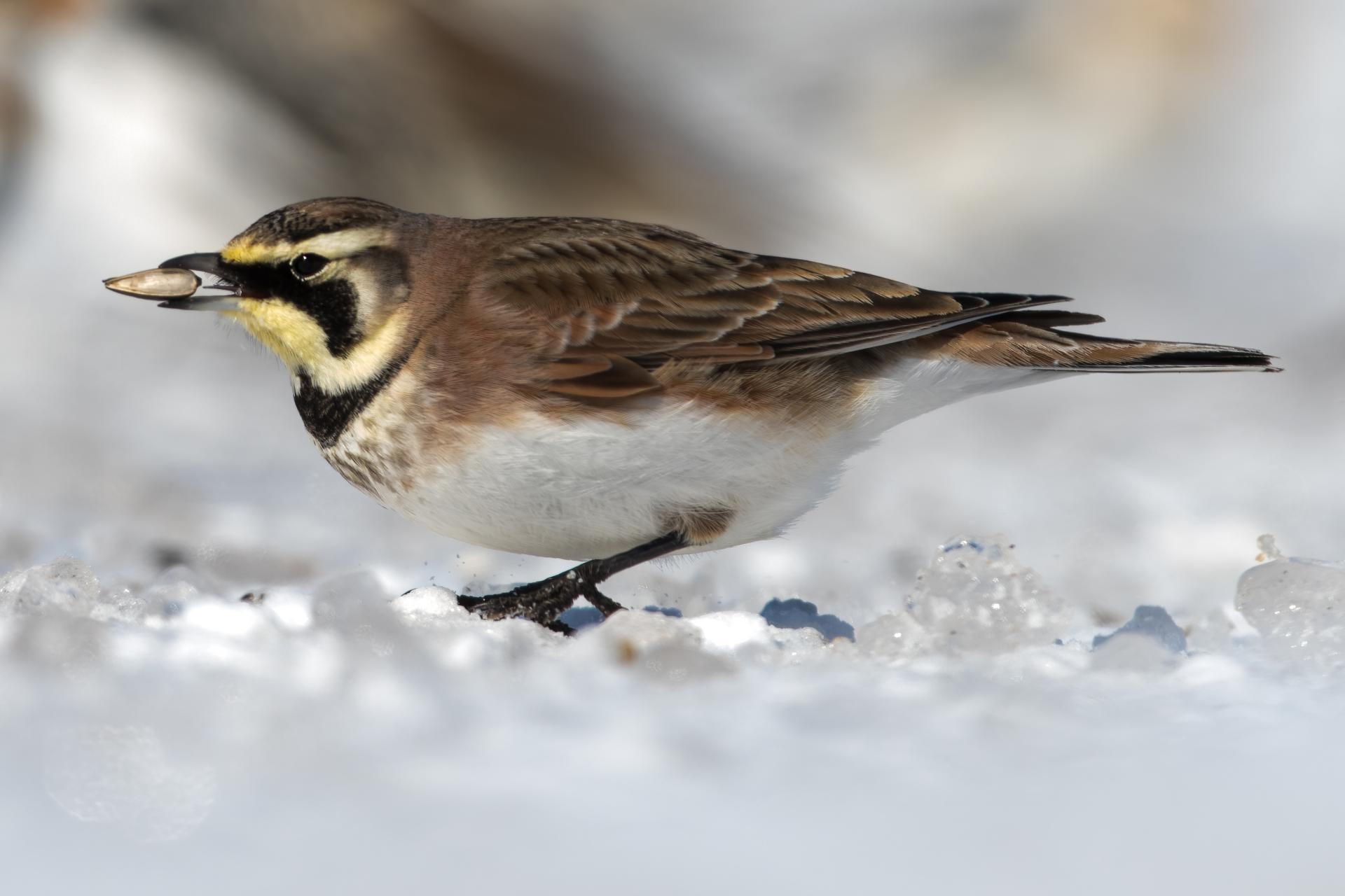 alouette-hausse-col-horned-lark