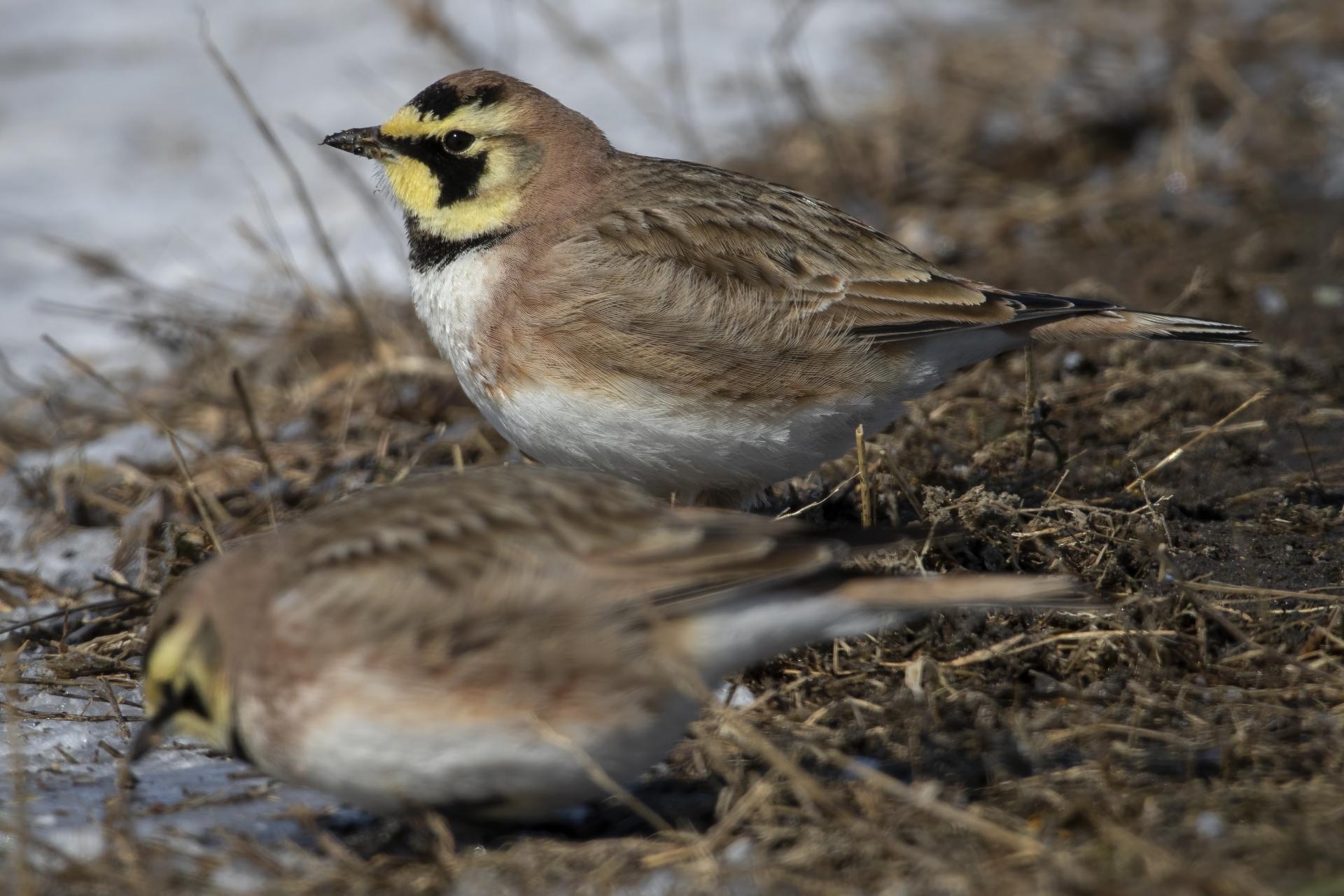 alouette-hausse-col-horned-lark